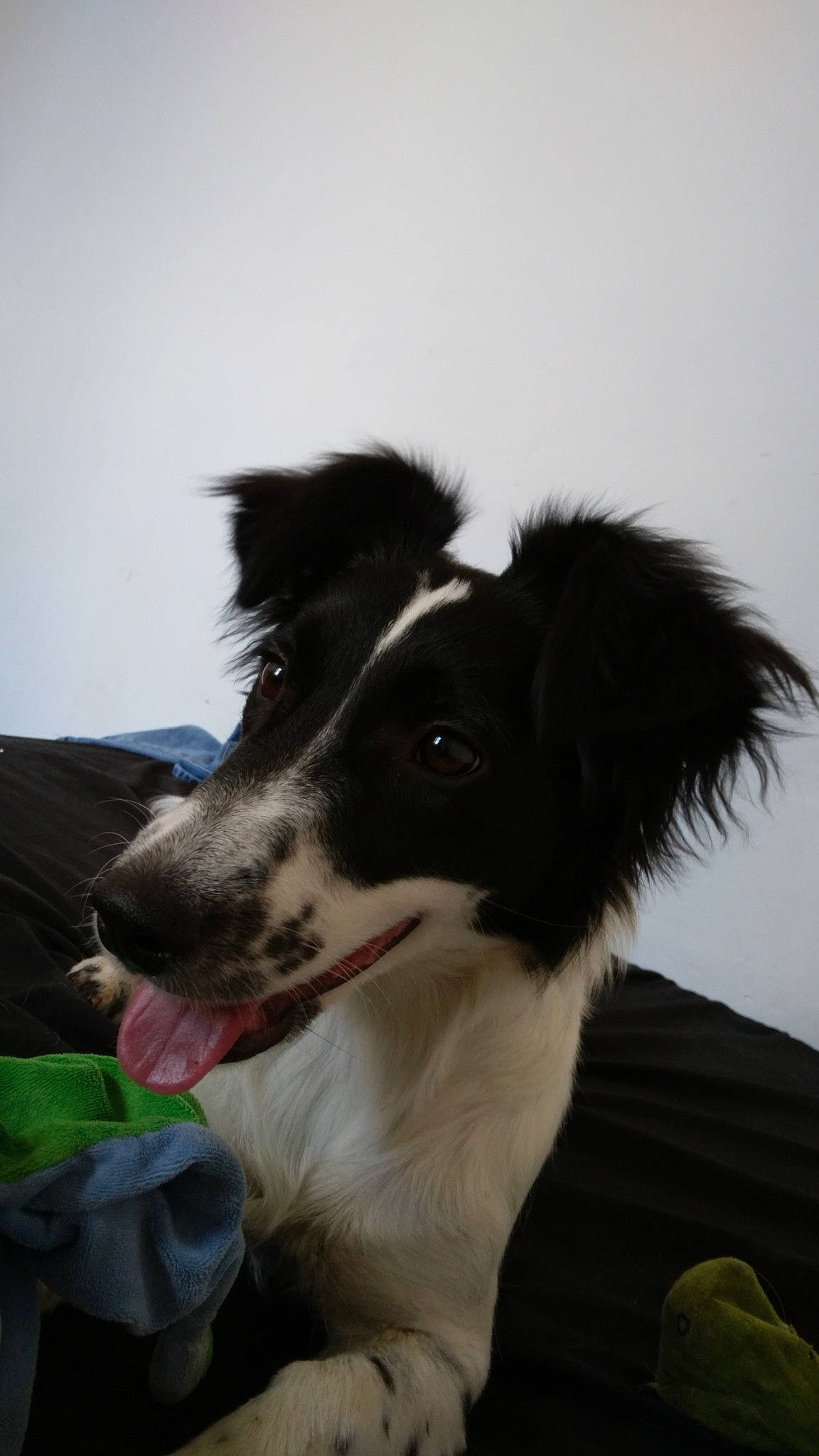 Iris participe au concours pour gagner de l'argent avec cette photo : bag, border_collie, canidae, carnivore, companion_dog, dog, dog_breed, fur, herding_dog, luggage_and_bags, plastic_bag, sky, snout, sporting_group, whiskers, working_animal, working_dog