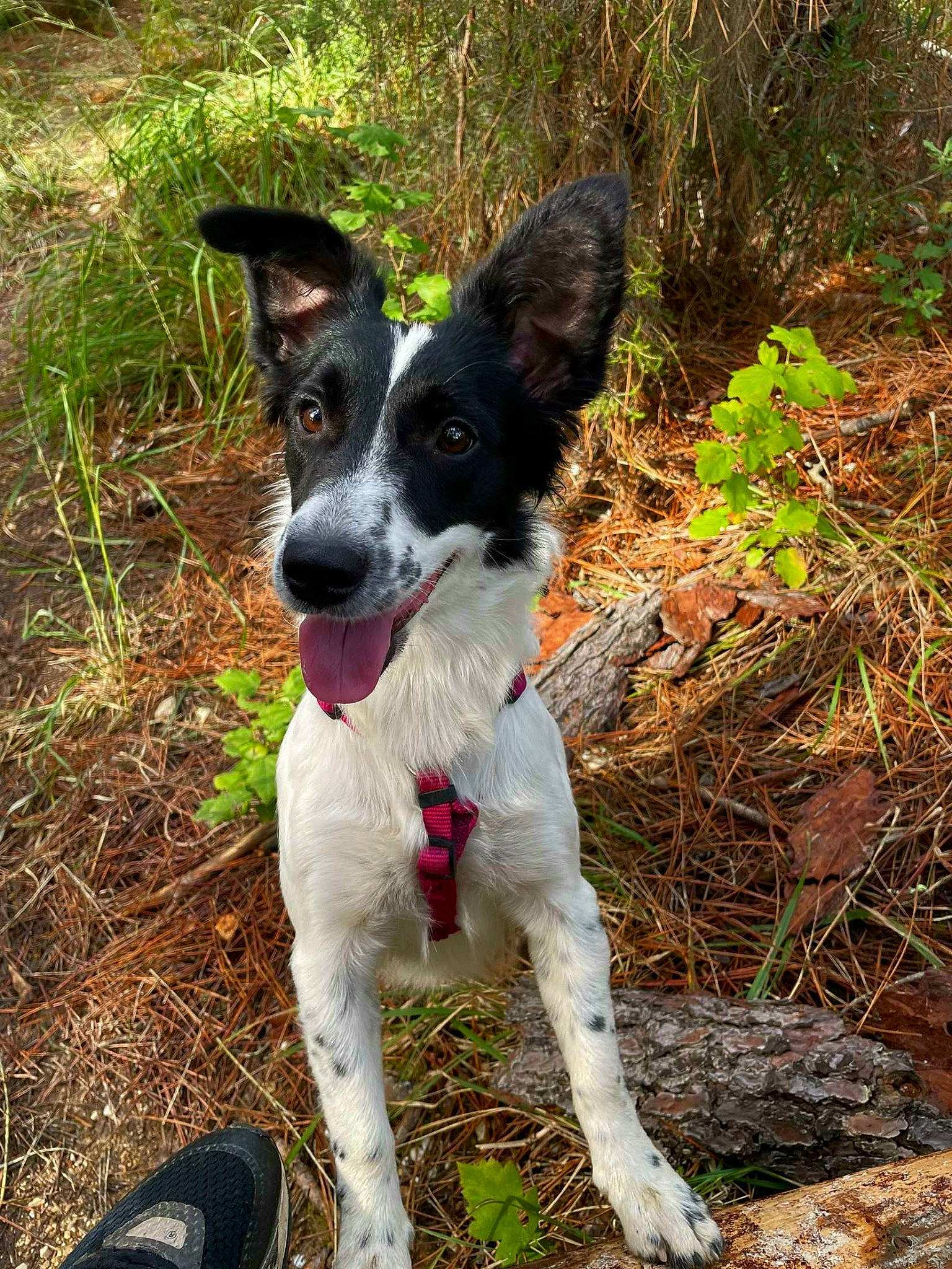 Iris a rejoint le concours — aidez-le/la à gagner de superbes lots ! adventure, canidae, carmine, carnivore, collar, companion_dog, dog, dog_breed, grass, herding_dog, hunting_dog, plant, snout, soil, sporting_group, tail, working_dog