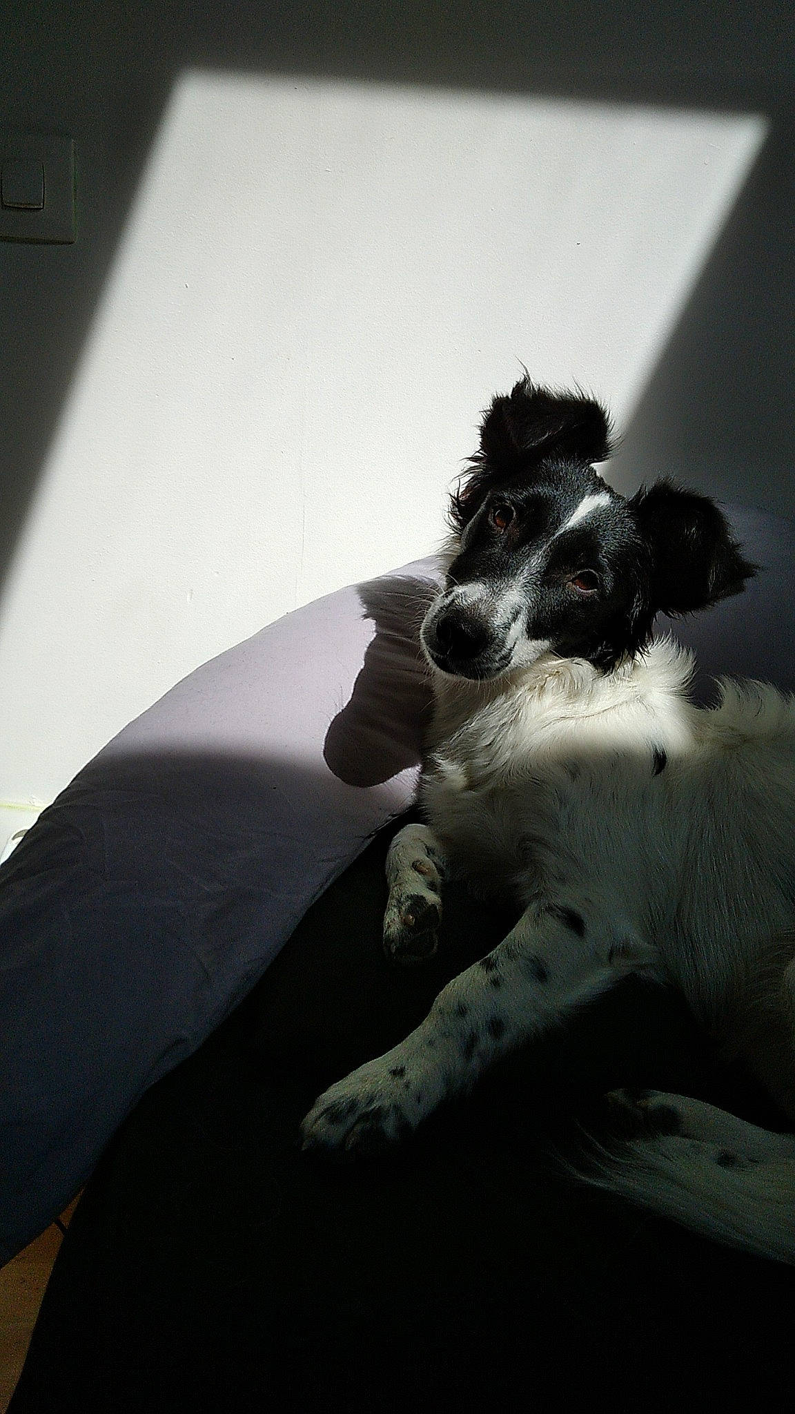 Iris a rejoint le concours — aidez-le/la à gagner de superbes lots ! art, canidae, carnivore, companion_dog, dog, dog_breed, fur, gesture, hood, human_leg, monochrome, monochrome_photography, paw, sporting_group, tail, tints_and_shades, toy_dog, vehicle_door, visual_arts, whiskers