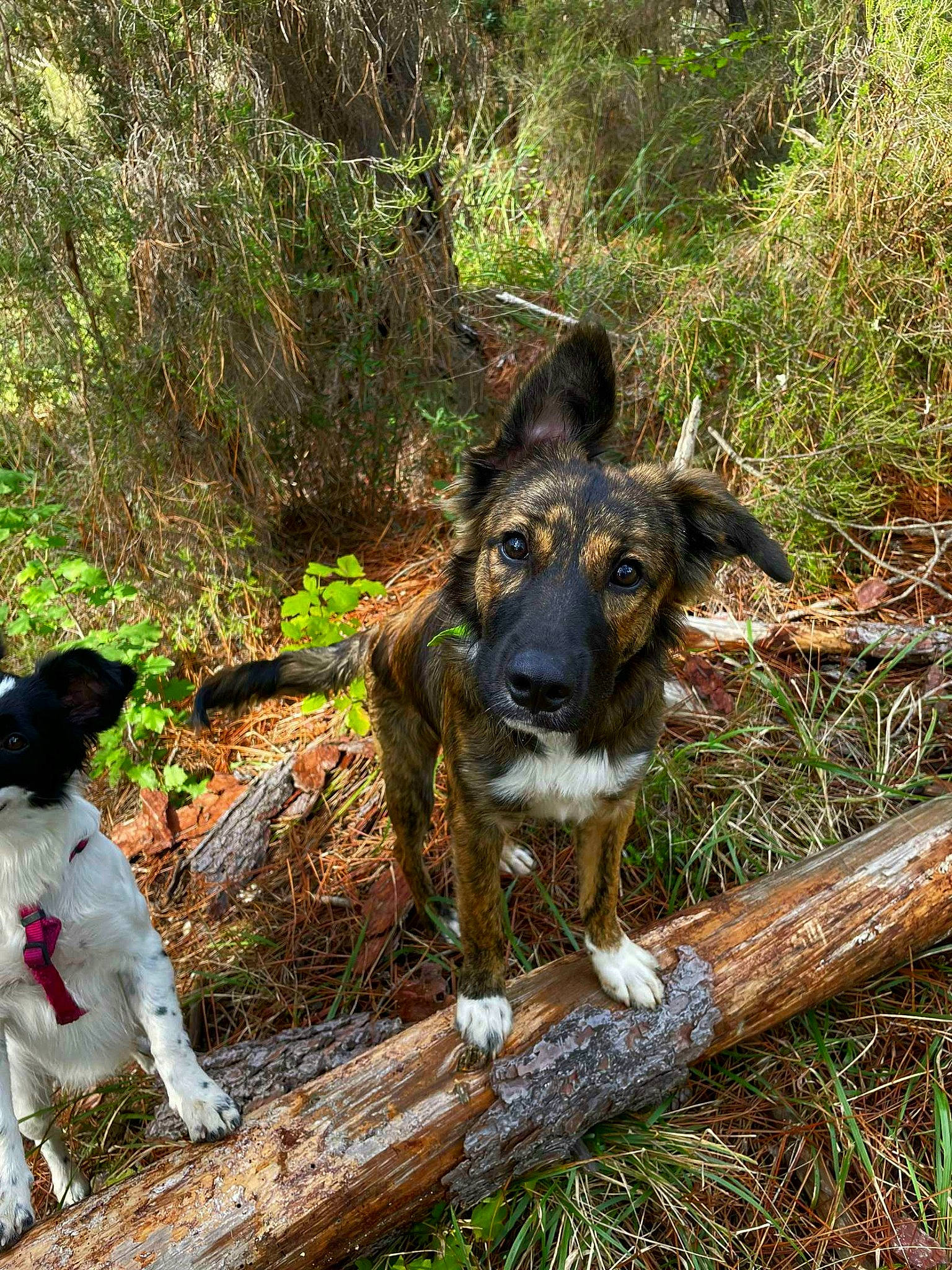 Aïko a rejoint le concours — aidez-le/la à gagner de superbes lots ! adventure, canidae, carnivore, companion_dog, dog, dog_breed, fawn, grass, groundcover, hat, livestock, natural_landscape, pack_animal, plant, soil, sporting_group, terrestrial_animal, walking, wood, working_animal
