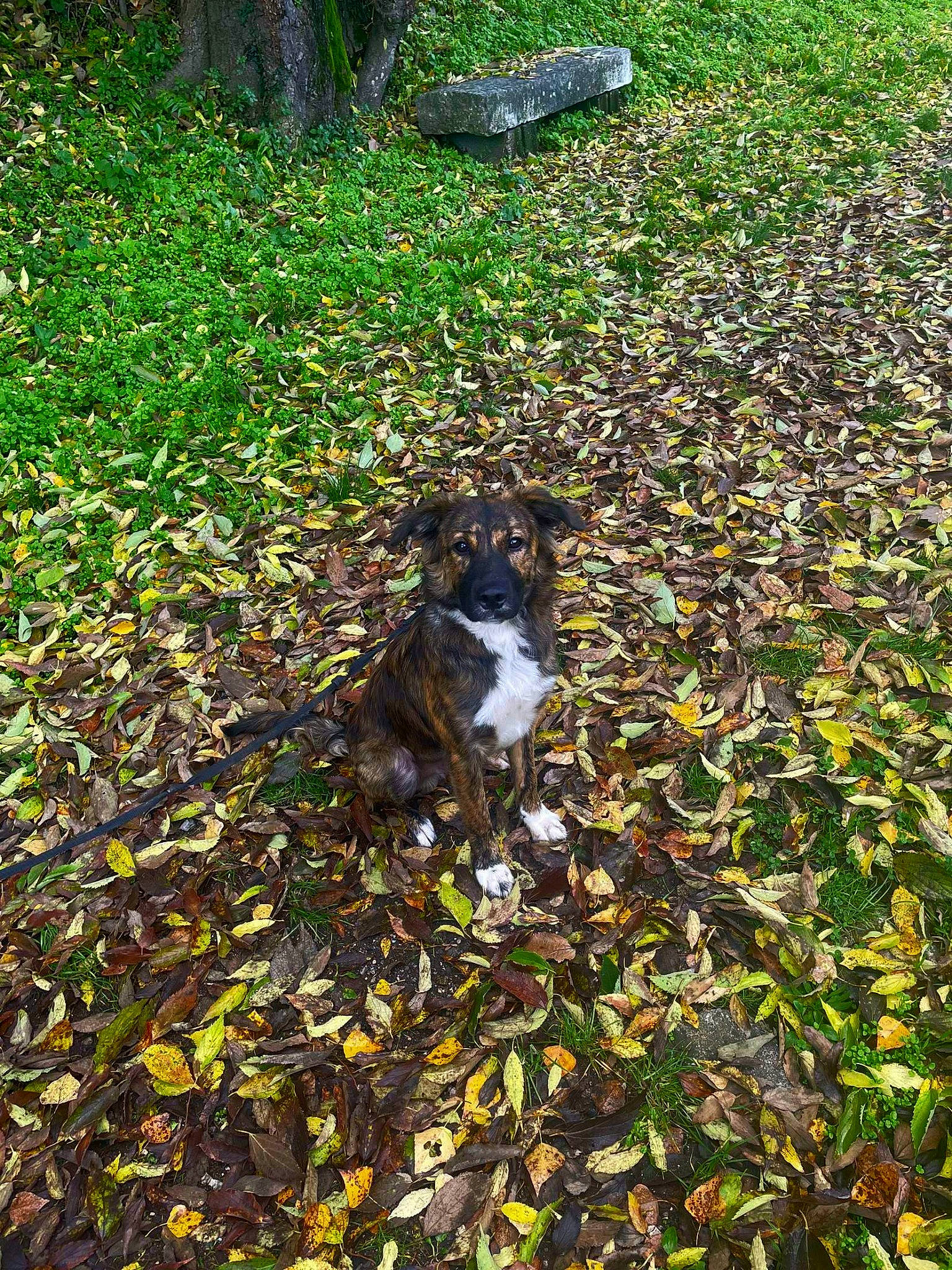 Aïko a rejoint le concours — aidez-le/la à gagner de superbes lots ! autumn, carnivore, cat, deciduous, dog_breed, felidae, grass, groundcover, lawn, leaf, people_in_nature, plant, shrub, small_to_medium_sized_cats, soil, sporting_group, tail, terrestrial_animal, tree, vegetation