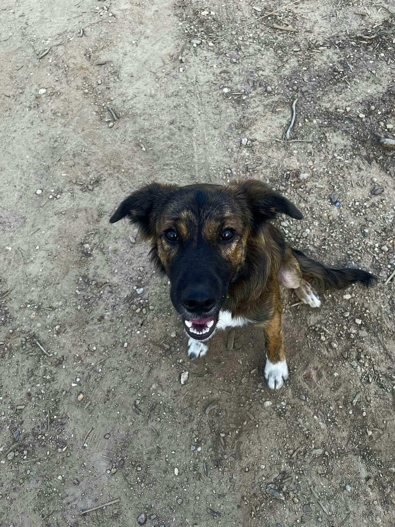 Aïko a rejoint le concours — aidez-le/la à gagner de superbes lots ! asphalt, carnivore, companion_dog, dog, dog_breed, plant, road_surface, soil, street_dog, tar, terrestrial_animal, working_animal, working_dog