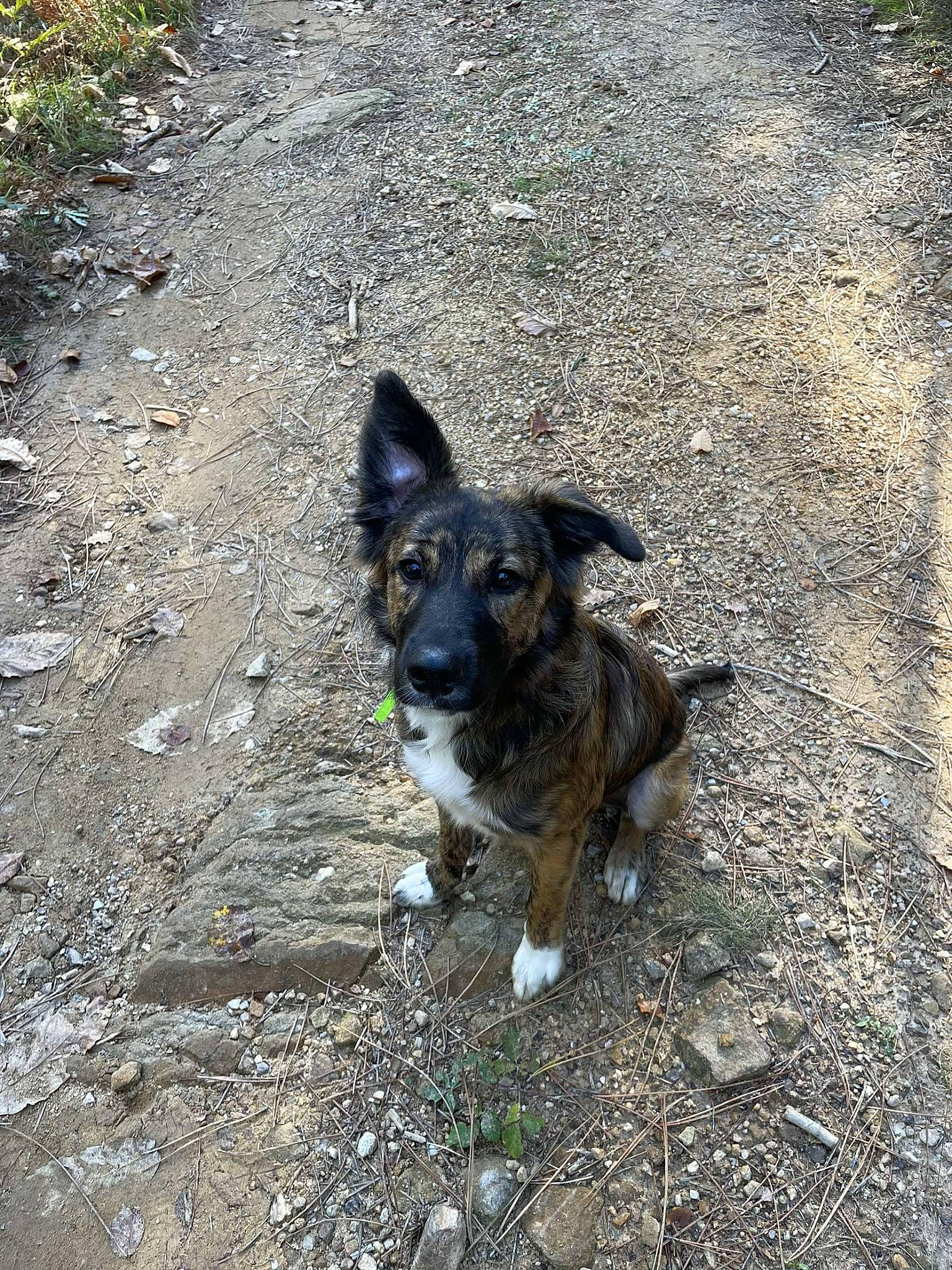 Aïko a rejoint le concours — aidez-le/la à gagner de superbes lots ! adventure, asphalt, canidae, carnivore, dog, dog_breed, grass, herding_dog, plant, road_surface, soil, street_dog, tail, walking, working_animal, working_dog