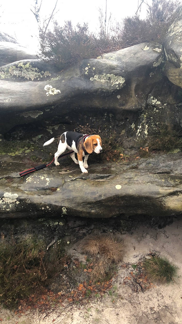 Pepsy a rejoint le concours — aidez-le/la à gagner de superbes lots ! american_foxhound, beagle, canidae, carnivore, coonhound, dog, dog_breed, english_foxhound, estonian_hound, finnish_hound, harrier, hound, hunting_dog, scent_hound, serbian_tricolour_hound, treeing_walker_coonhound