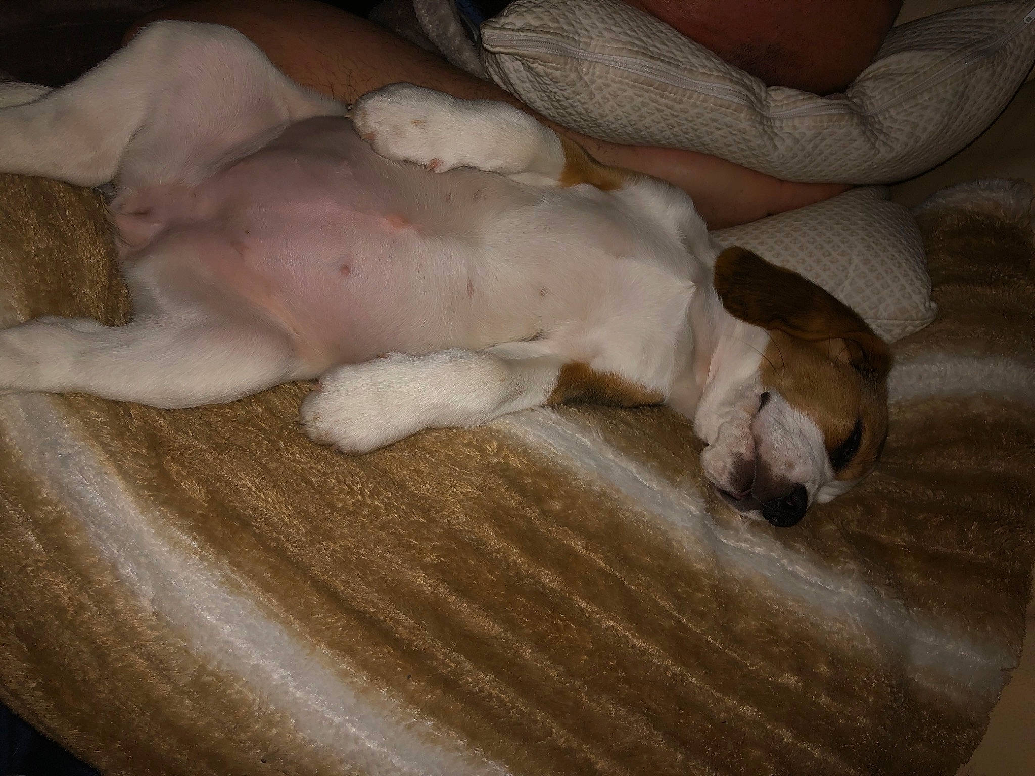 Pepsy participe au concours pour gagner de l'argent avec cette photo : canidae, carnivore, dog, dog_breed, fawn, nap, paw, puppy, sporting_group, tail