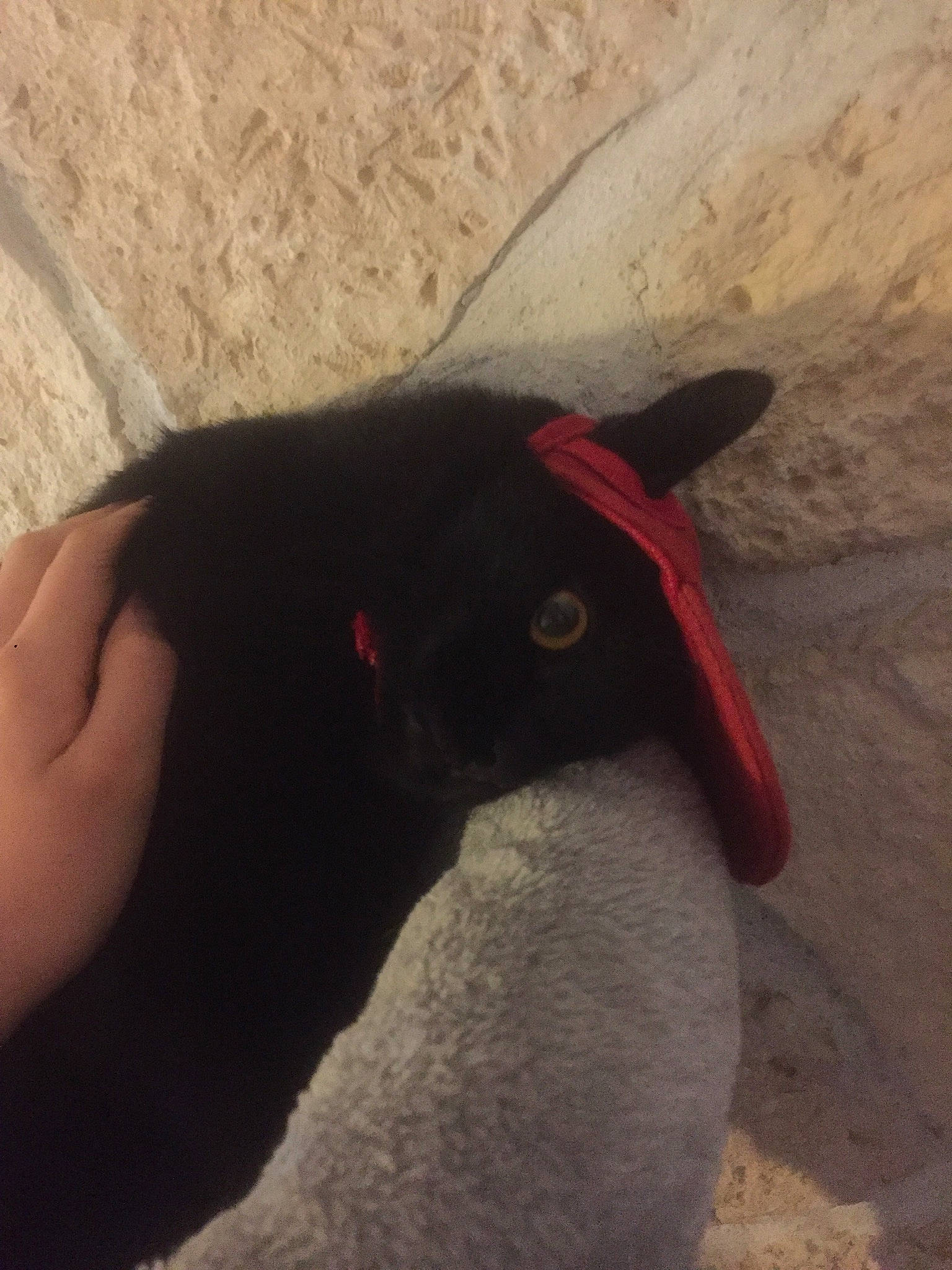 Smogg a rejoint le concours — aidez-le/la à gagner de superbes lots ! ear, fawn, finger, hand, shadow, stuffed_toy, wool