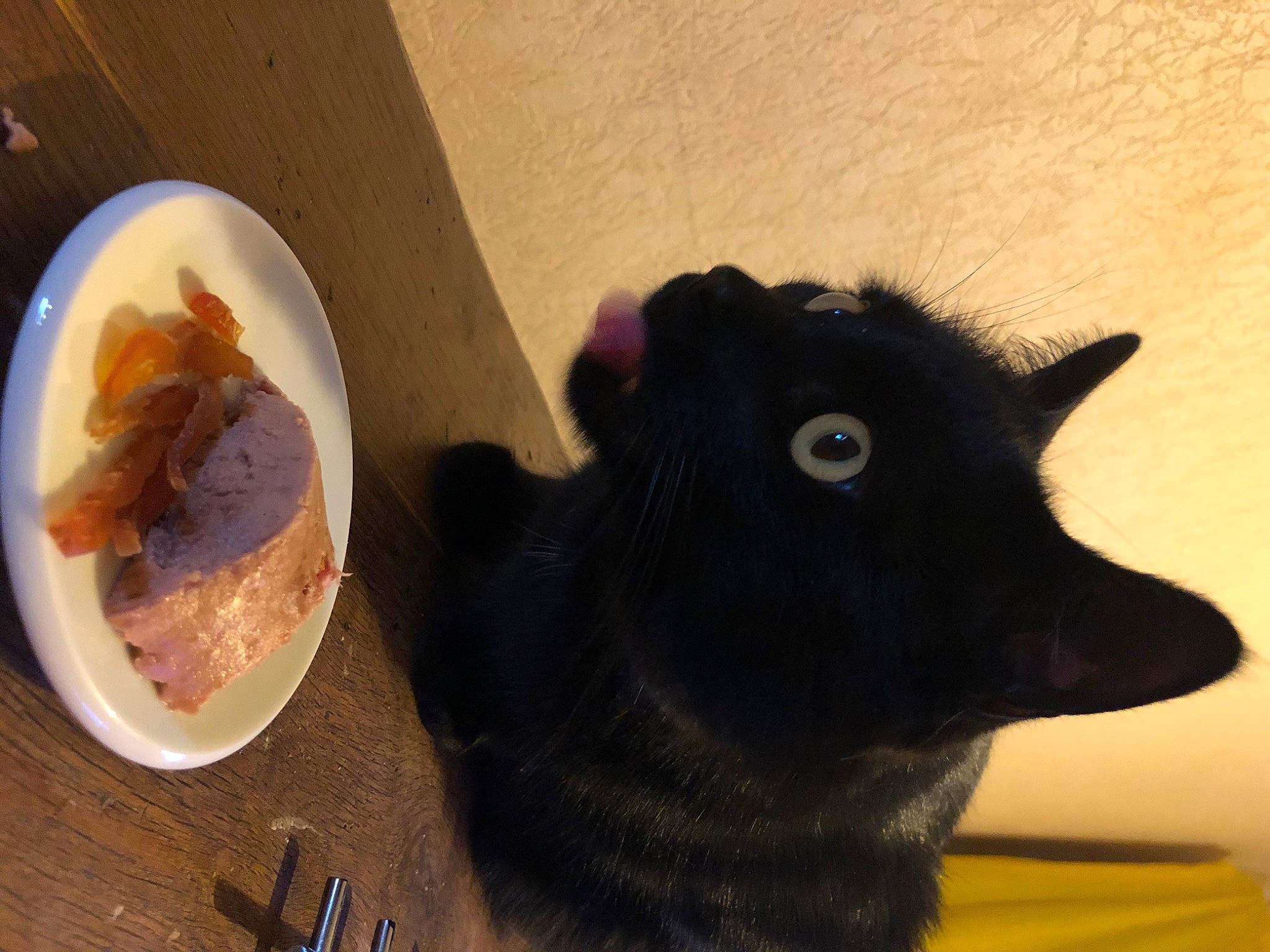 Smogg a rejoint le concours — aidez-le/la à gagner de superbes lots ! black_cat, cat, ear, felidae, fur, schipperke, small_to_medium_sized_cats, whiskers