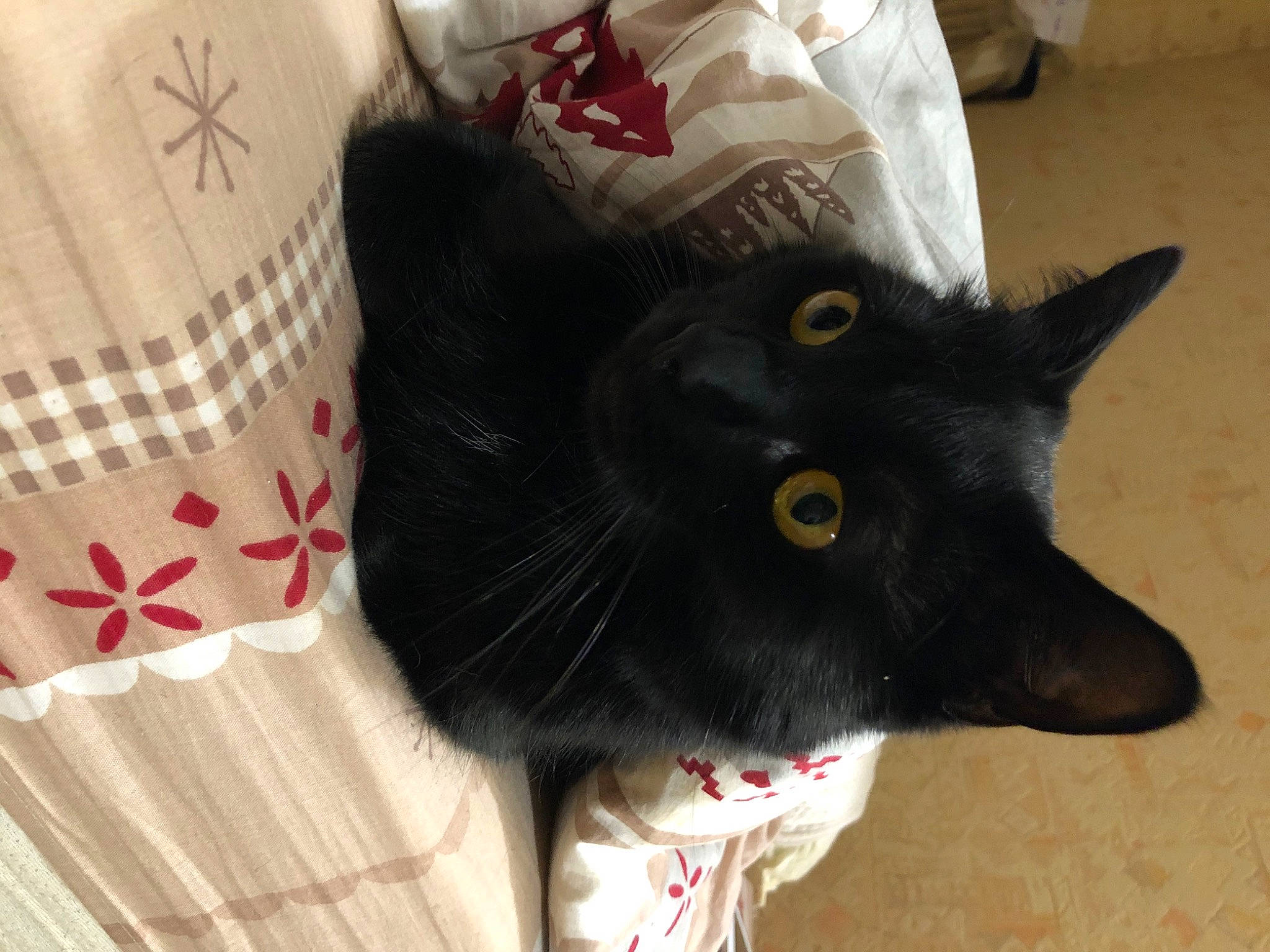 Smogg participe au concours pour gagner de l'argent avec cette photo : asian, black_cat, bombay, carnivore, cat, domestic_short_haired_cat, ear, felidae, mammal, small_to_medium_sized_cats, snout, whiskers