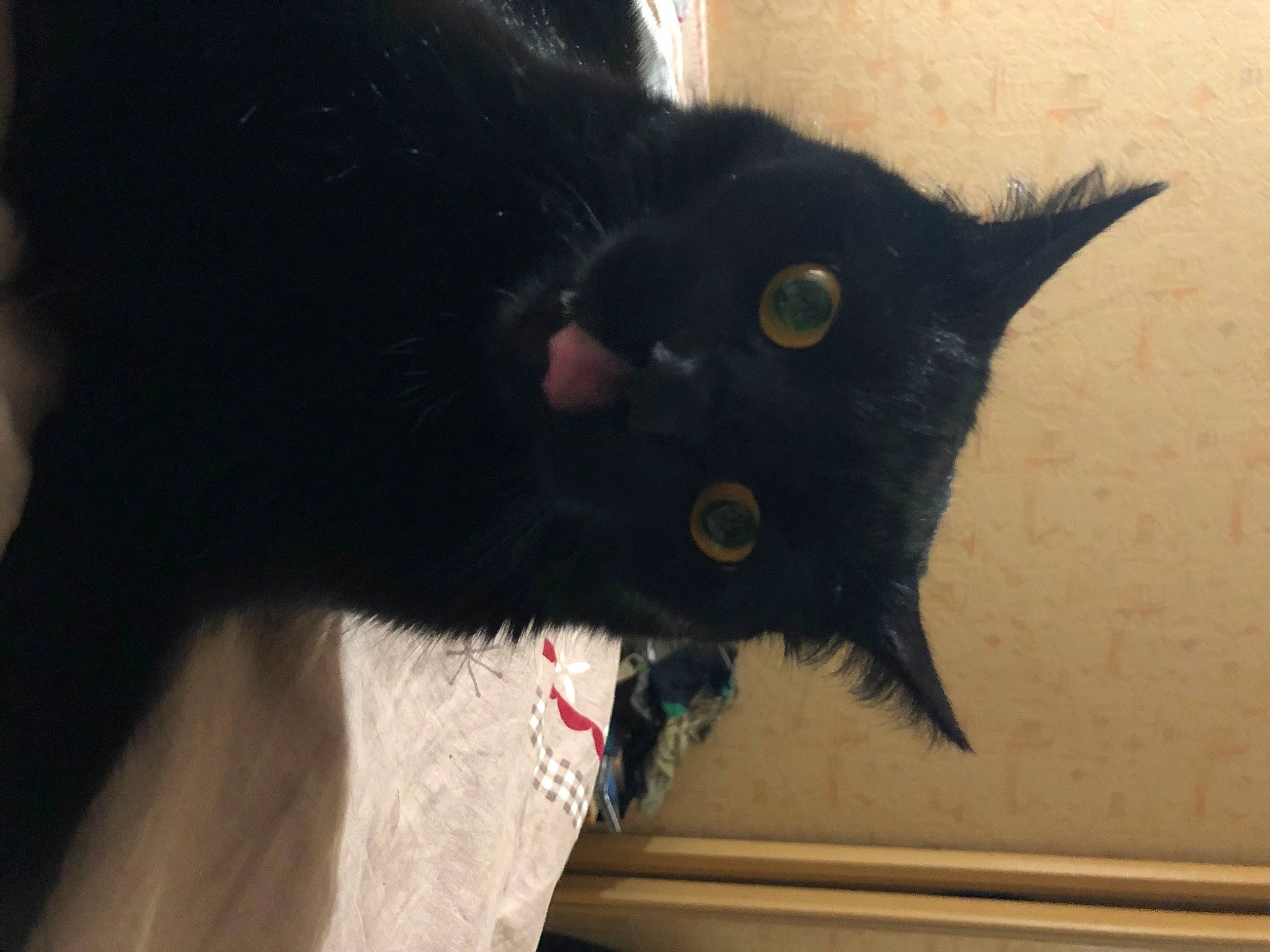 Smogg participe au concours pour gagner de l'argent avec cette photo : black, black_cat, bombay, carnivore, cat, ear, eye, felidae, fur, nose, small_to_medium_sized_cats, snout, tail, whiskers