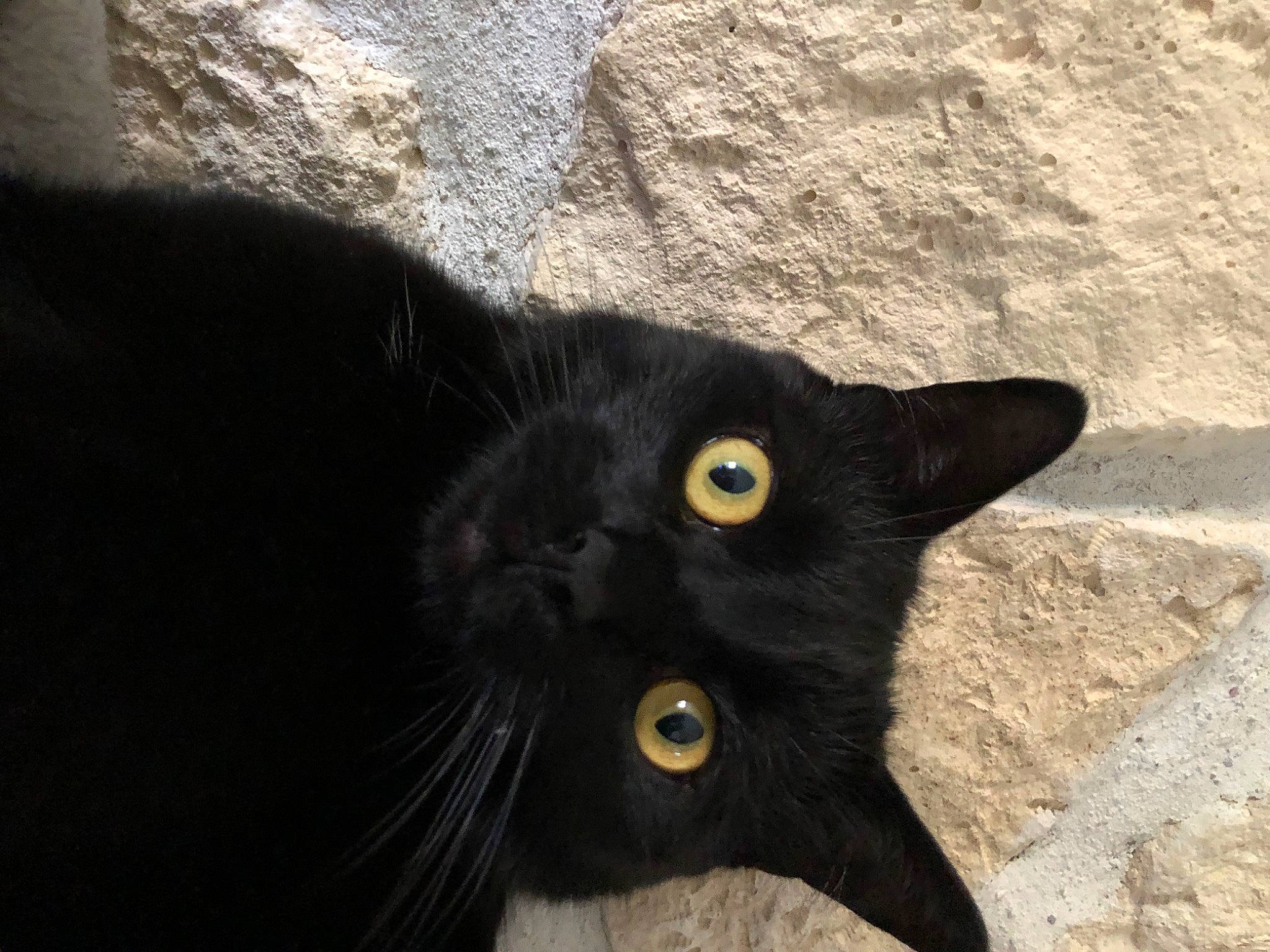 Smogg a rejoint le concours — aidez-le/la à gagner de superbes lots ! black, black_cat, bombay, burmese, carnivore, cat, domestic_short_haired_cat, eye, felidae, havana_brown, small_to_medium_sized_cats, whiskers