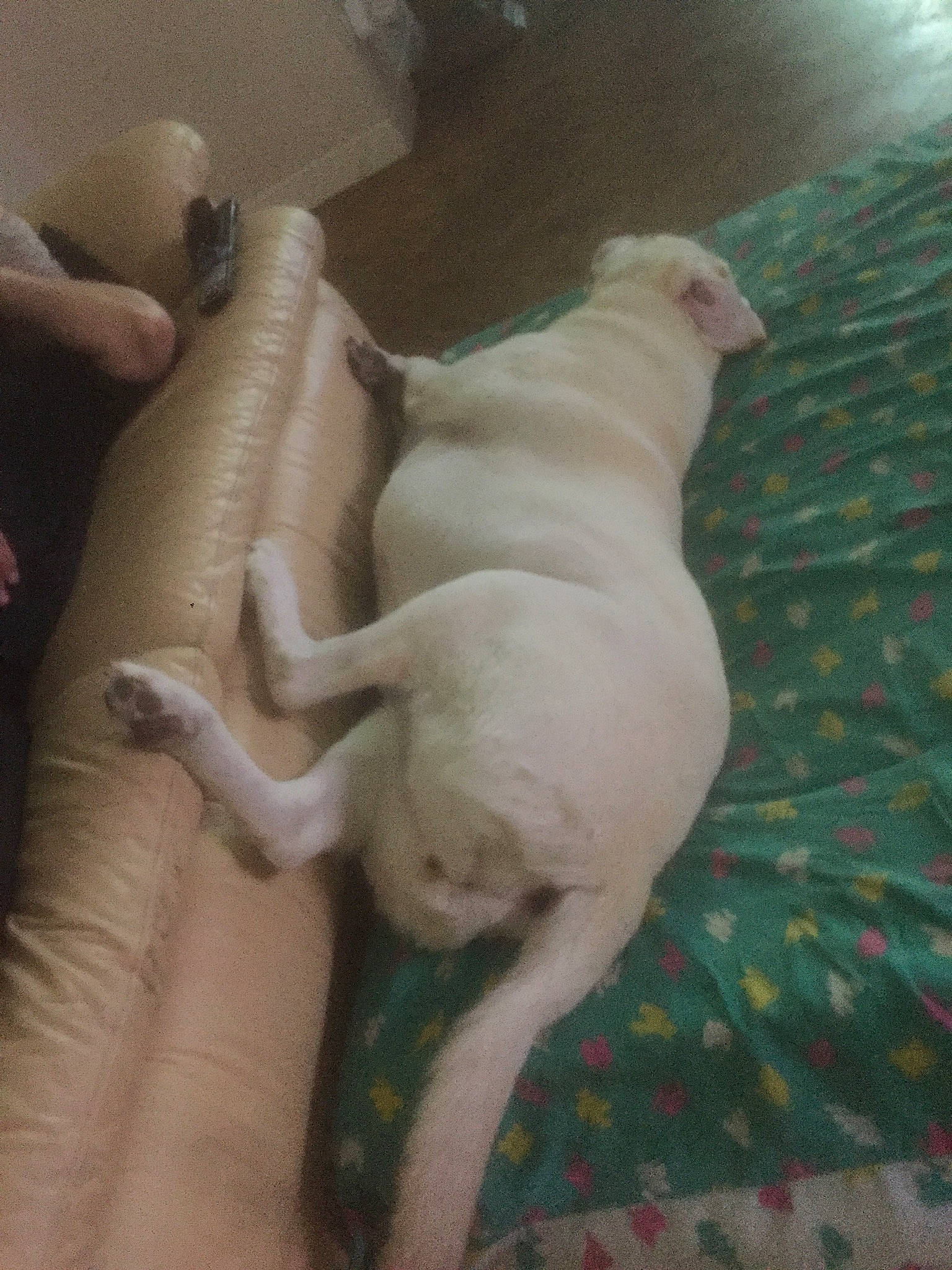 Chipo a rejoint le concours — aidez-le/la à gagner de superbes lots ! canidae, carnivore, cat, dog, dog_breed, dogo_argentino, dogo_guatemalteco, fawn, guard_dog, non_sporting_group, puppy, rajapalayam, tail