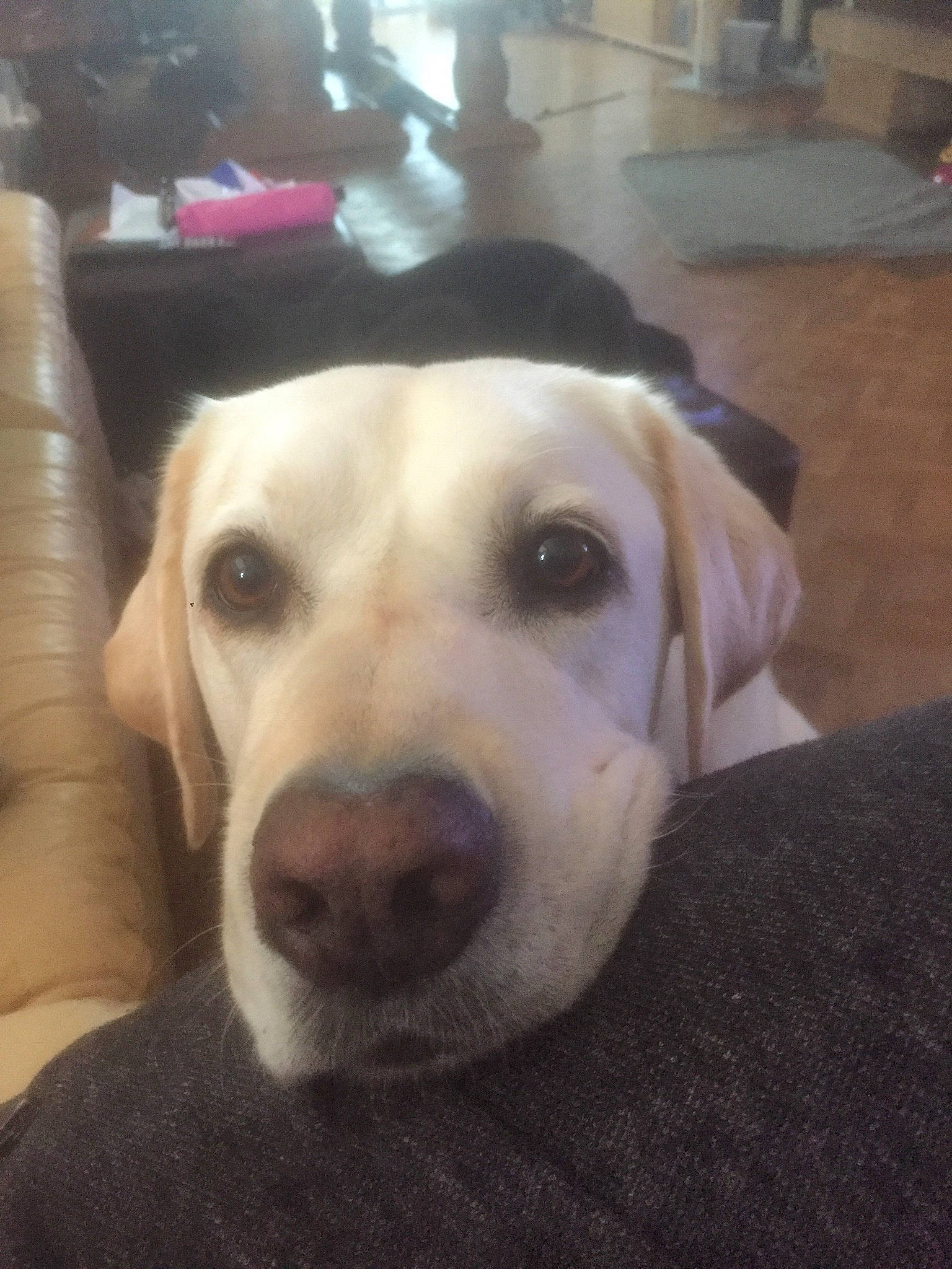 Chipo a rejoint le concours — aidez-le/la à gagner de superbes lots ! beagador, canidae, carnivore, companion_dog, dog, dog_breed, fawn, labrador_retriever, mammal, nose, puppy, retriever, snout, sporting_group, vertebrate, whiskers