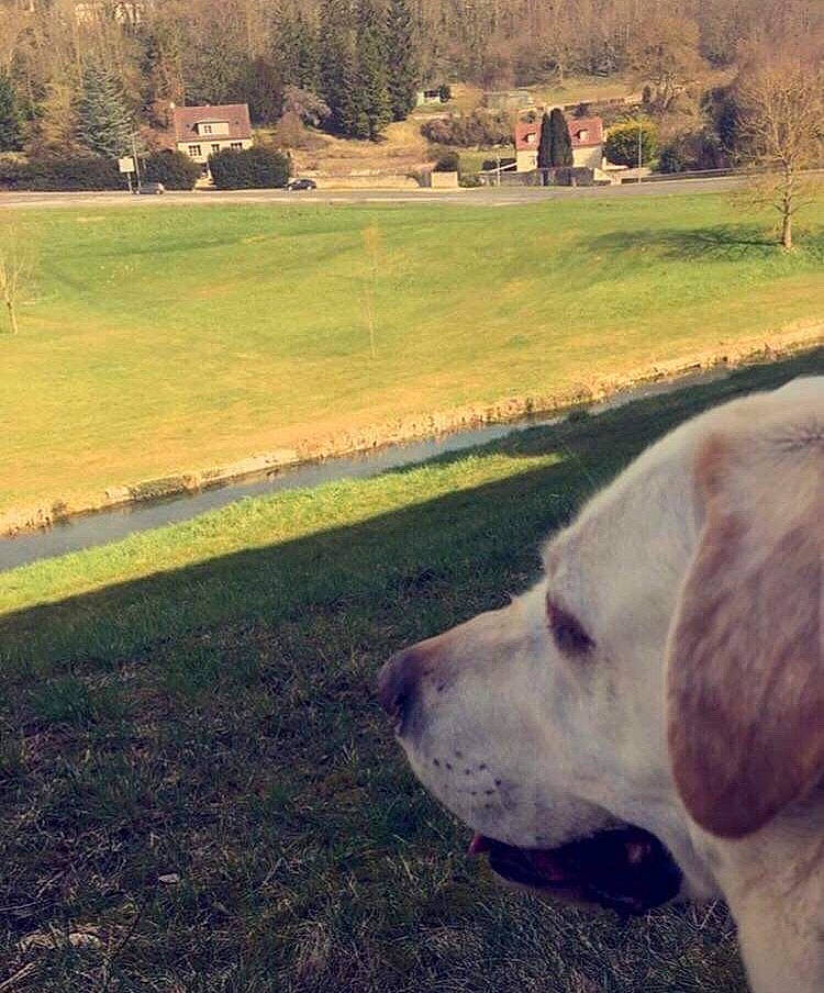 Chipo participe au concours pour gagner de l'argent avec cette photo : american_bulldog, canidae, carnivore, cloud, dog, dog_breed, dog_walking, dogo_argentino, grass, labrador_retriever, meteorological_phenomenon, morning, mountain, pointer, sky, snout, sporting_group, sunset, tail, wilderness