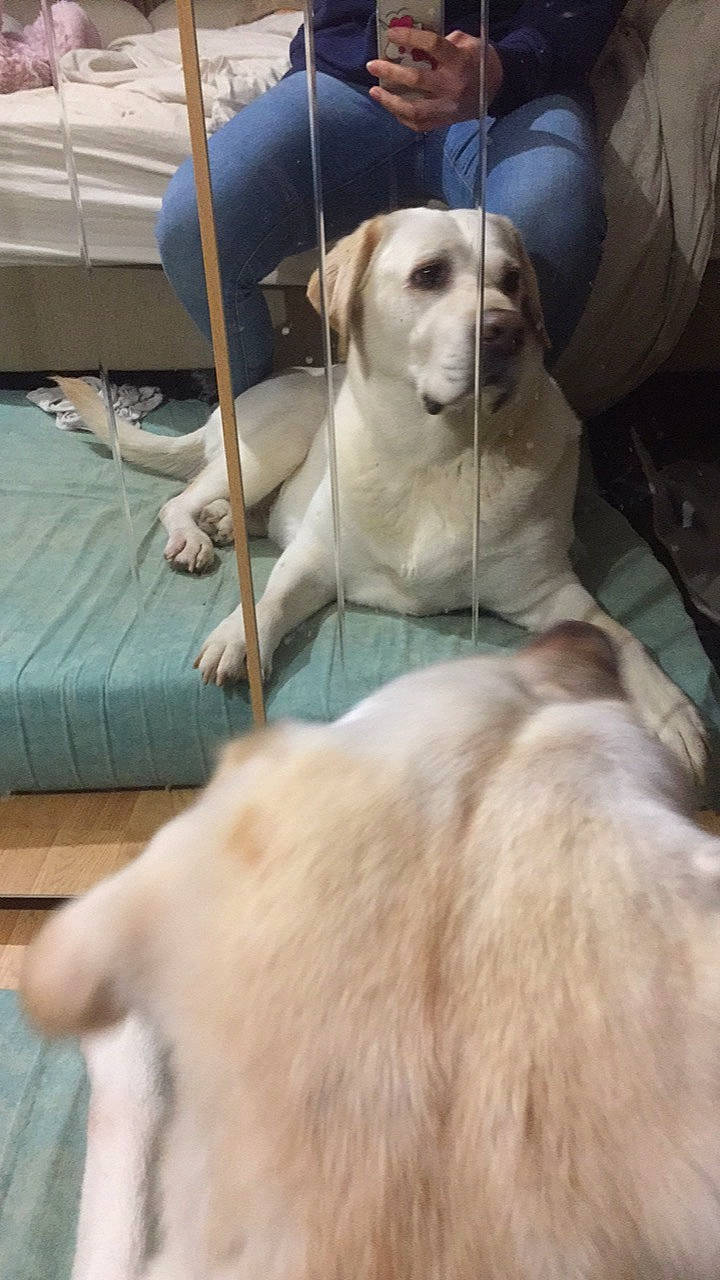 Chipo a rejoint le concours — aidez-le/la à gagner de superbes lots ! canidae, carnivore, companion_dog, dog, dog_breed, fawn, golden_retriever, labrador_retriever, mammal, puppy, retriever, sporting_group, vertebrate