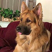 Ryder joined the competition — help win amazing prizes! dog, german_shepherd, pet, canine, tongue_out, indoor, couch, furniture, plant, basket, fur, ears, animal, domestic_animal, relaxing, portrait, mammal, living_room, houseplant, brown