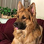 dog, german_shepherd, pet, canine, tongue_out, indoor, couch, furniture, plant, basket, fur, ears, animal, domestic_animal, relaxing, portrait, mammal, living_room, houseplant, brown