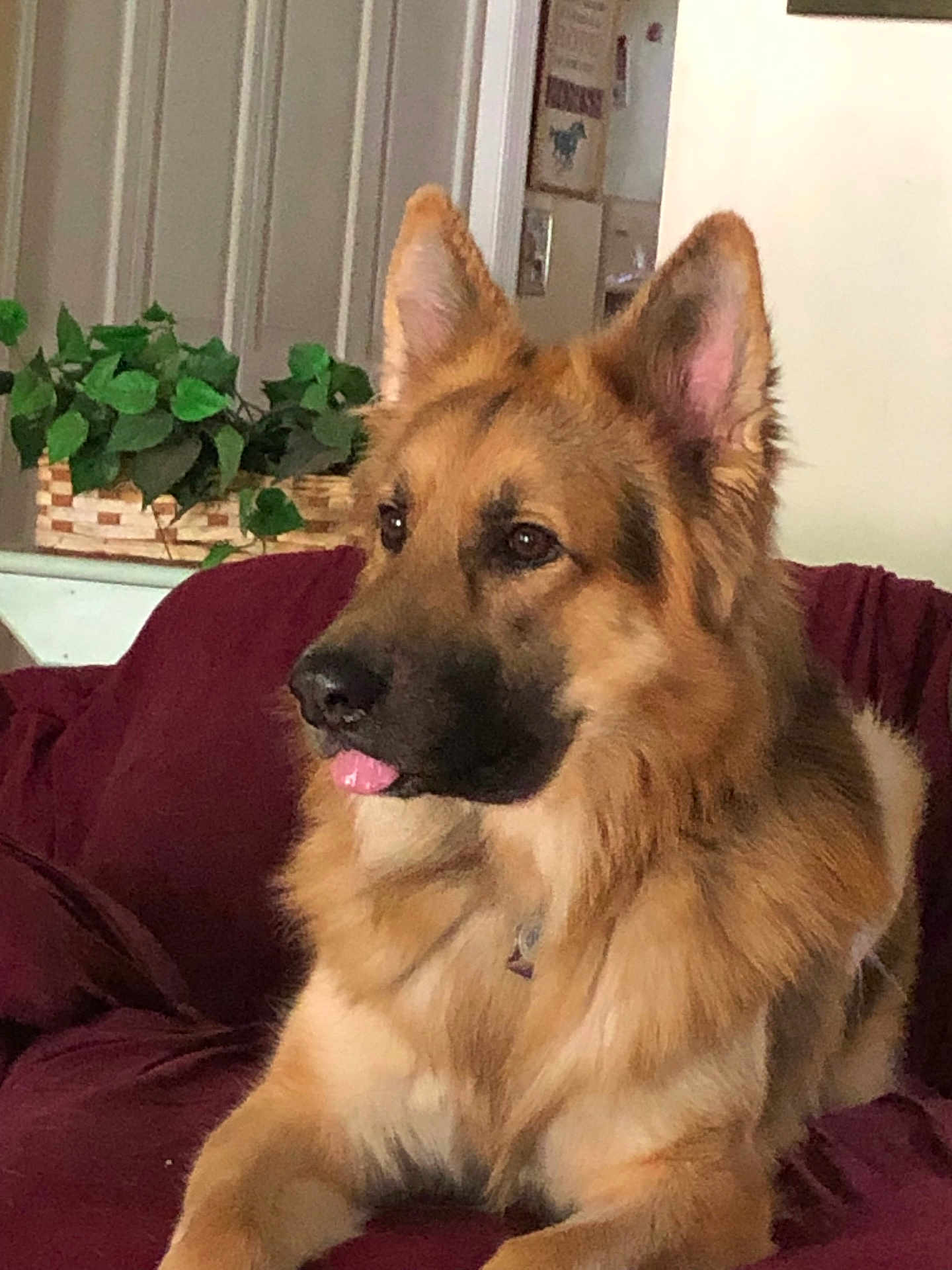Ryder joined the competition — help win amazing prizes! dog, german_shepherd, pet, canine, tongue_out, indoor, couch, furniture, plant, basket, fur, ears, animal, domestic_animal, relaxing, portrait, mammal, living_room, houseplant, brown
