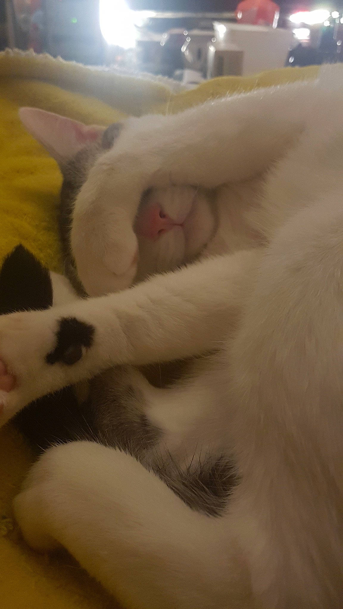 Lucifer a rejoint le concours — aidez-le/la à gagner de superbes lots ! carnivore, cat, claw, comfort, domestic_short_haired_cat, ear, fawn, felidae, fur, nap, paw, sleep, small_to_medium_sized_cats, snout, tail, terrestrial_animal, whiskers