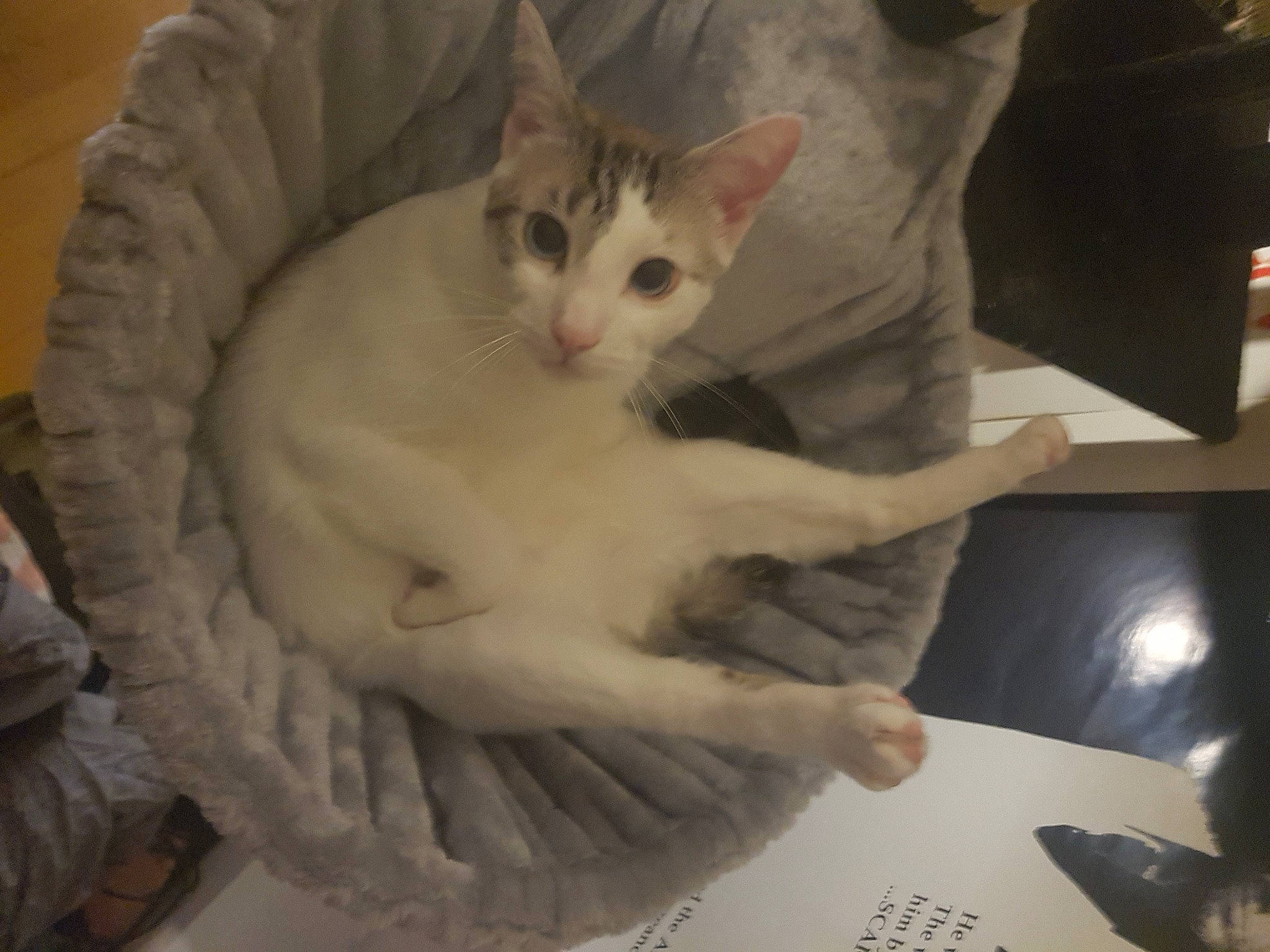 Lucifer a rejoint le concours — aidez-le/la à gagner de superbes lots ! carnivore, cat, cat_supply, claw, comfort, domestic_short_haired_cat, eye, fawn, felidae, fur, gesture, head, jaw, paw, pet_supply, sitting, small_to_medium_sized_cats, snout, tail, whiskers