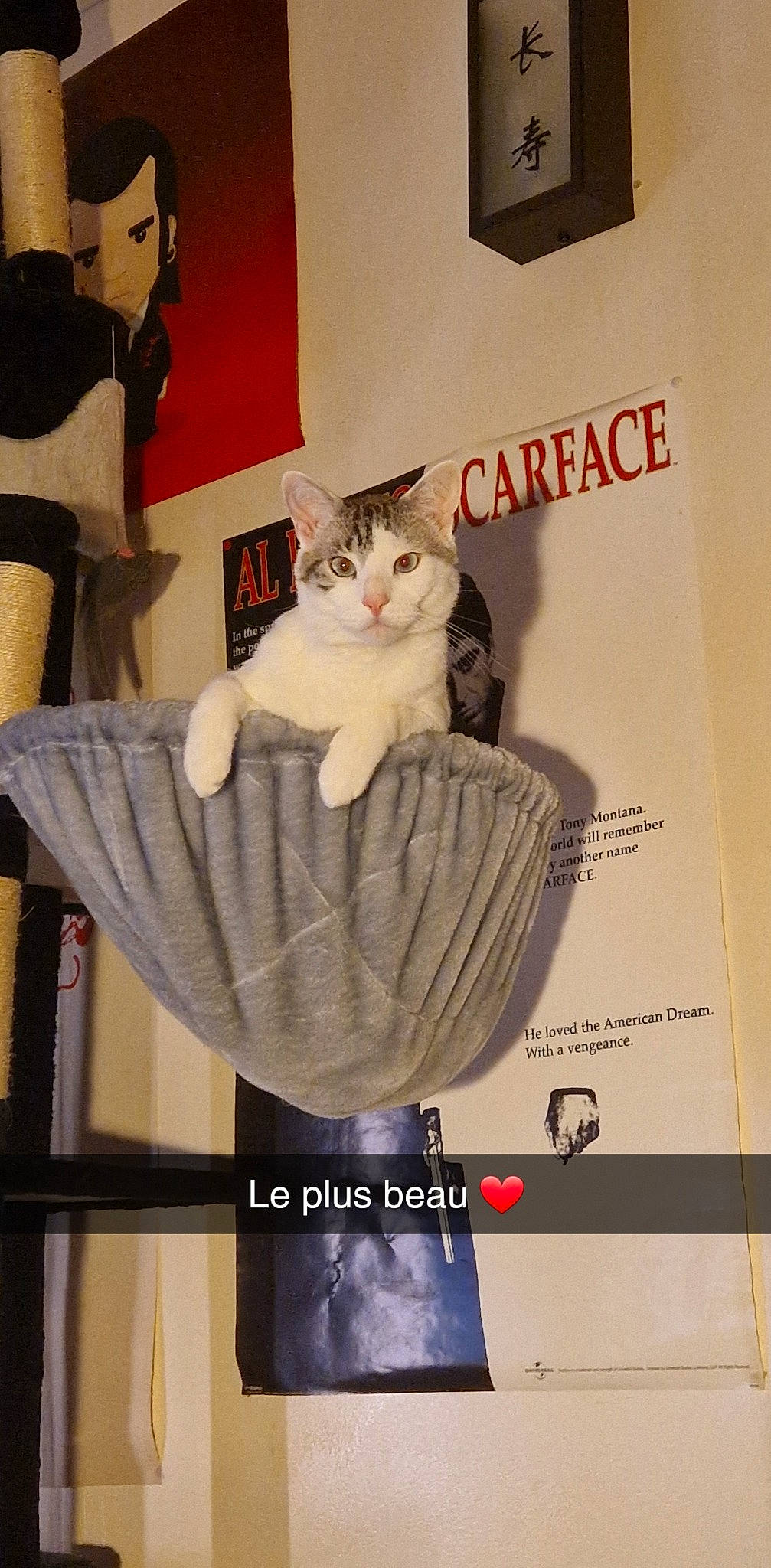 Lucifer participe au concours pour gagner de l'argent avec cette photo : cardboard, carnivore, cat, cat_supply, domestic_short_haired_cat, felidae, font, fur, paper_product, paw, pet_supply, photo_caption, shelf, small_to_medium_sized_cats, tail, whiskers