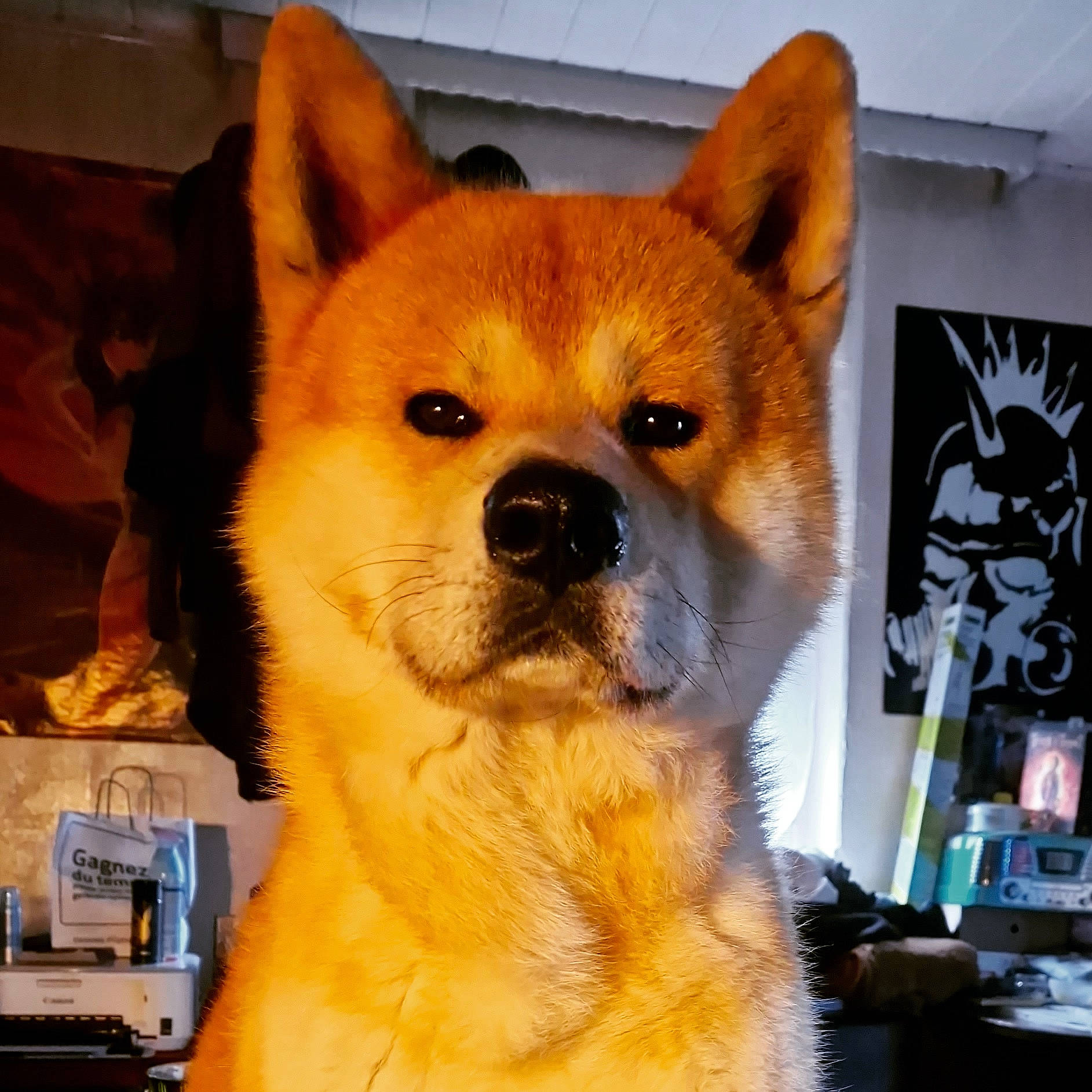 Balou participe au concours pour gagner de l'argent avec cette photo : ancient_dog_breeds, canidae, canis, carnivore, companion_dog, dog, dog_breed, fawn, fur, non_sporting_group, pet_supply, snout, spitz, sporting_group, tail, terrestrial_animal, whiskers, working_animal, working_dog