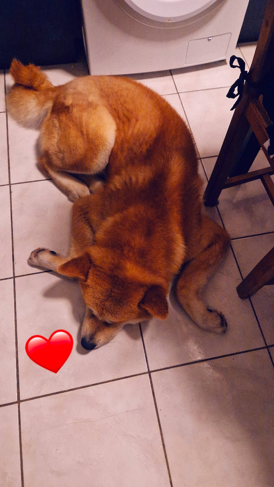 Balou participe au concours pour gagner de l'argent avec cette photo : canidae, carnivore, chair, companion_dog, dog, dog_breed, dog_supply, fawn, felidae, floor, flooring, fur, hardwood, liver, pet_supply, snout, tail, tile_flooring, wood, working_animal