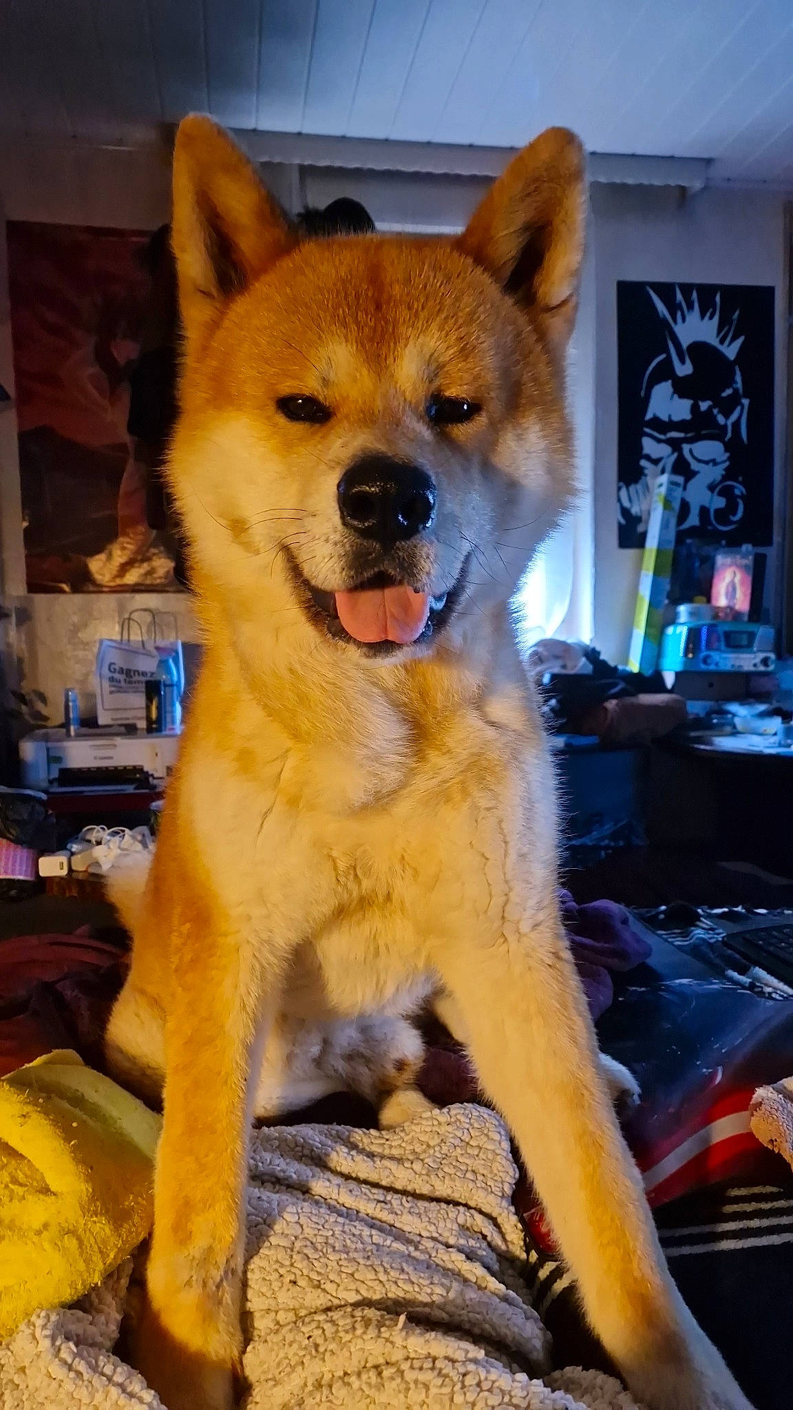 Balou a rejoint le concours — aidez-le/la à gagner de superbes lots ! ancient_dog_breeds, canidae, canis, carnivore, collar, companion_dog, dog, dog_breed, dog_supply, fawn, fur, non_sporting_group, snout, spitz, sporting_group, tail, whiskers, working_animal, working_dog