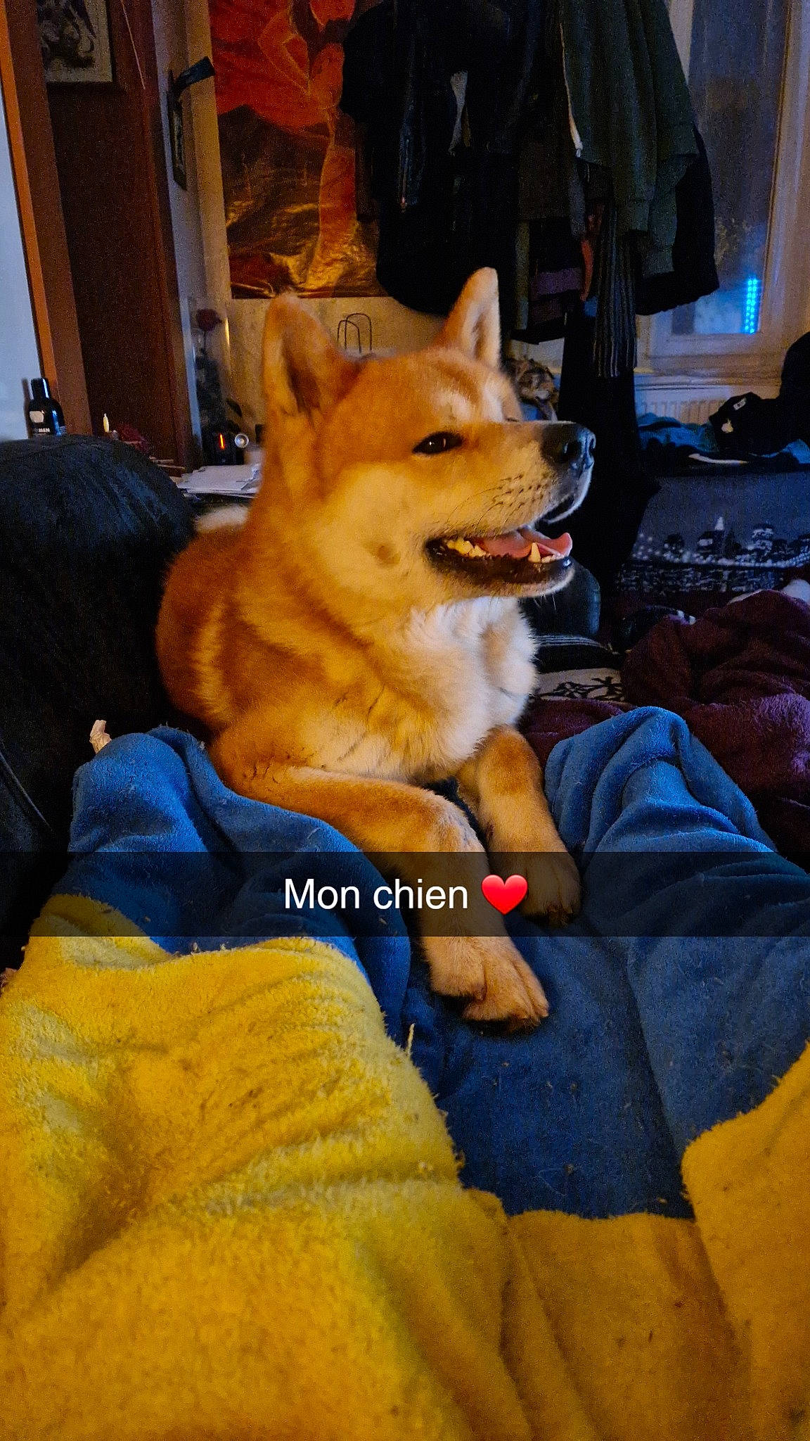 Balou a rejoint le concours — aidez-le/la à gagner de superbes lots ! canidae, canis, carnivore, comfort, companion_dog, curtain, dog, dog_breed, dog_supply, electric_blue, fawn, fur, herding_dog, non_sporting_group, sitting, snout, spitz, sporting_group, whiskers, working_dog