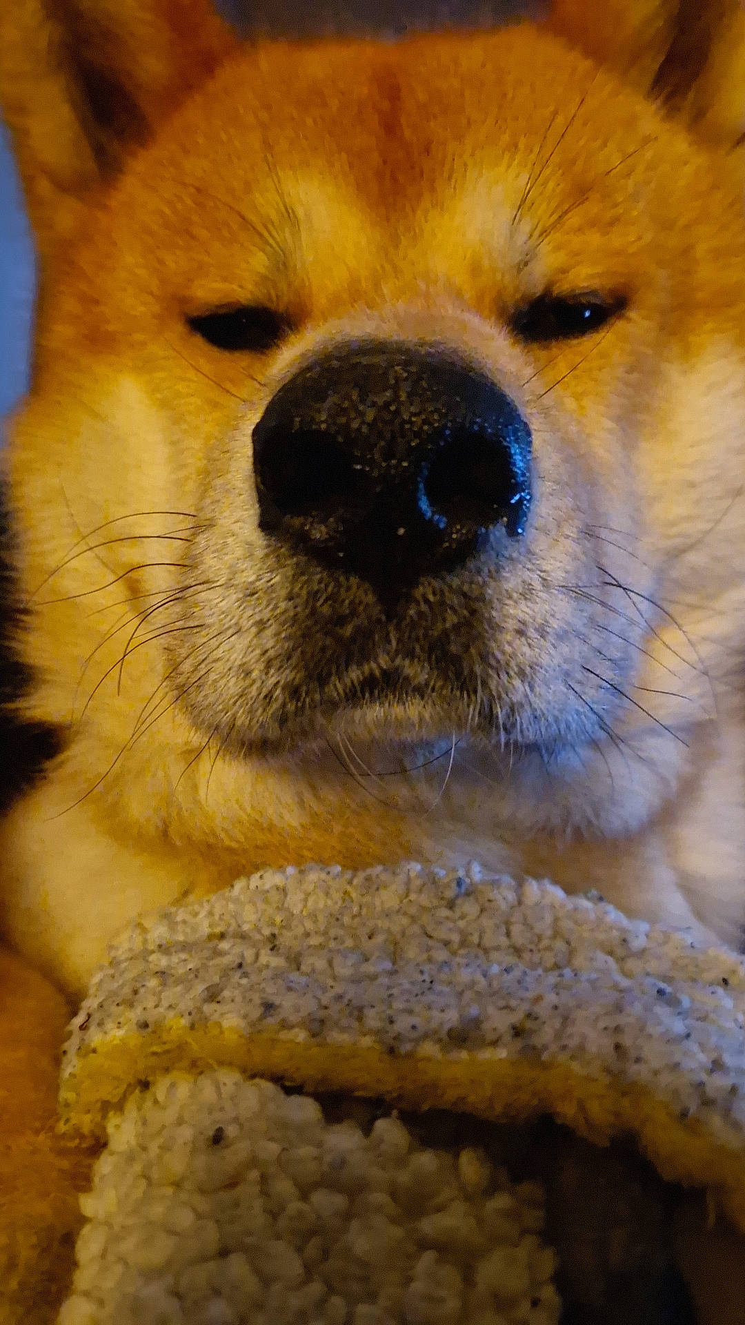 Balou participe au concours pour gagner de l'argent avec cette photo : ancient_dog_breeds, canidae, carnivore, close_up, companion_dog, dog, dog_breed, fawn, fur, giant_dog_breed, non_sporting_group, nose, paw, photography, snout, sporting_group, terrestrial_animal, whiskers, working_animal, yellow