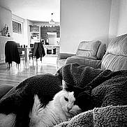 Ares a rejoint le concours — aidez-le/la à gagner de superbes lots ! animal, black_and_white, blanket, cat, comfort, cozy, furniture, home, indoor, interior, kitchen, light, living_room, modern, pet, quiet, relaxing, sofa, soft_texture, window