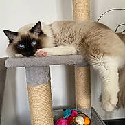 Paillette a rejoint le concours — aidez-le/la à gagner de superbes lots ! cat, blue_eyes, fluffy, relaxed, cat_tree, paw, indoor, furniture, toys, plant, cozy, lounging, pet, animal, fur, pink_paw_pads, scratching_post, home, domestic, cute