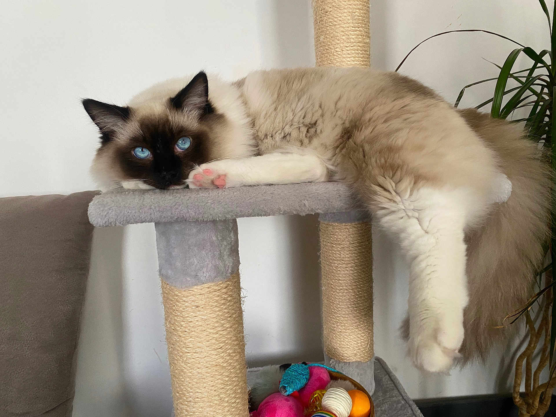 Paillette a rejoint le concours — aidez-le/la à gagner de superbes lots ! cat, blue_eyes, fluffy, relaxed, cat_tree, paw, indoor, furniture, toys, plant, cozy, lounging, pet, animal, fur, pink_paw_pads, scratching_post, home, domestic, cute