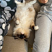 Paillette participe au concours pour gagner de l'argent avec cette photo : blanket, blue_eyes, cat, couch, cozy, cute, fabric, fluffy, fur, grey_sweatpants, home, indoor, paws, person, pet, relaxed, resting, seated, upside_down, whiskers