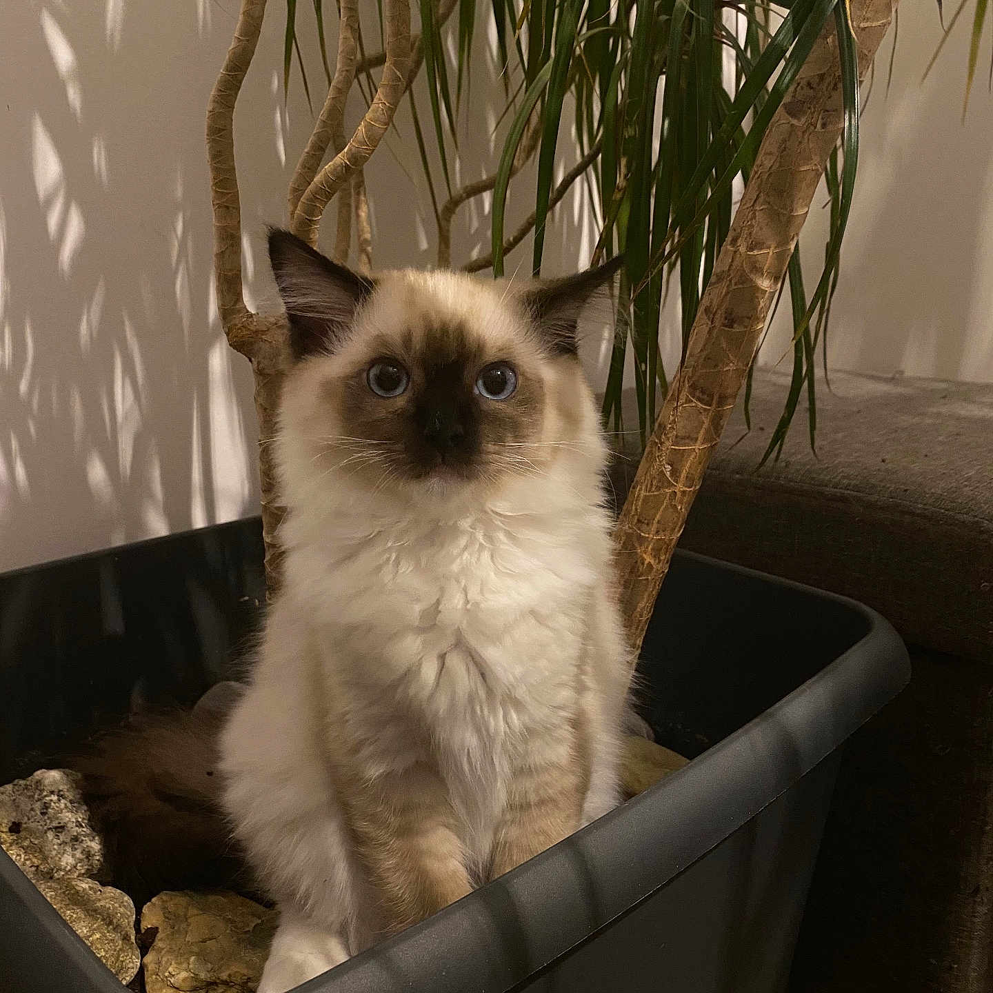 Pastel participe au concours pour gagner de l'argent avec cette photo : blue_eyes, cat, closeup, container, curious, cute, domestic_animal, feline, fluffy, fur, green_leaves, houseplant, indoor, kitten, pet, plant, pot, rocks, sitting, young_cat