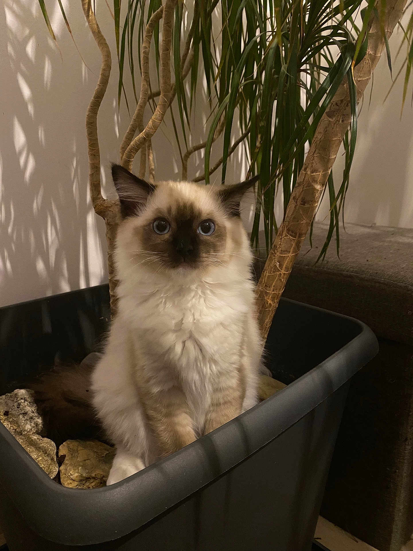 Pastel participe au concours pour gagner de l'argent avec cette photo : blue_eyes, cat, closeup, container, curious, cute, domestic_animal, feline, fluffy, fur, green_leaves, houseplant, indoor, kitten, pet, plant, pot, rocks, sitting, young_cat