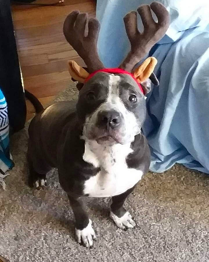 Riley is registered to the contest to win money with this photo: canidae, carnivore, collar, companion_dog, dog, dog_breed, dog_collar, ear, fawn, fur, gesture, leash, paw, shoe, sneakers, snout, sporting_group, tail, whiskers, working_animal