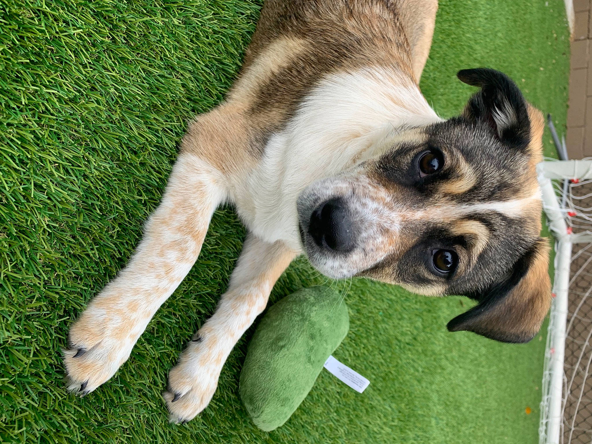 Pickle is registered to the contest to win money with this photo: canidae, carnivore, claw, companion_dog, dog, dog_breed, dog_supply, fawn, foot, fur, grass, paw, puppy, snout, sporting_group, tail, terrestrial_animal, whiskers, working_animal, working_dog