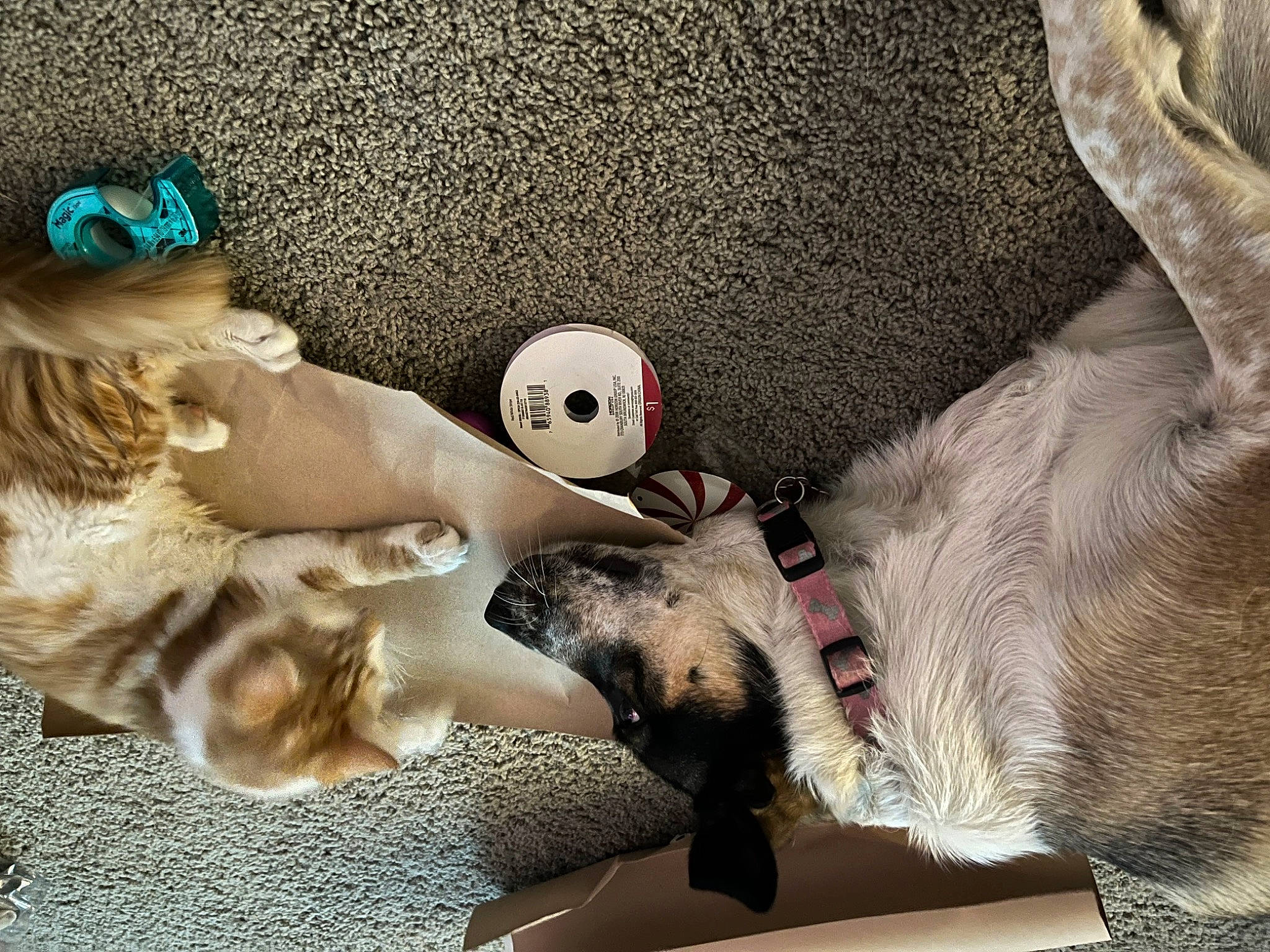 Pickle is registered to the contest to win money with this photo: art, child, comfort, companion_dog, doll, fawn, felidae, fictional_character, fur, jewellery, linens, mammal, paw, plush, stuffed_toy, tail, teddy_bear, textile, toy, whiskers