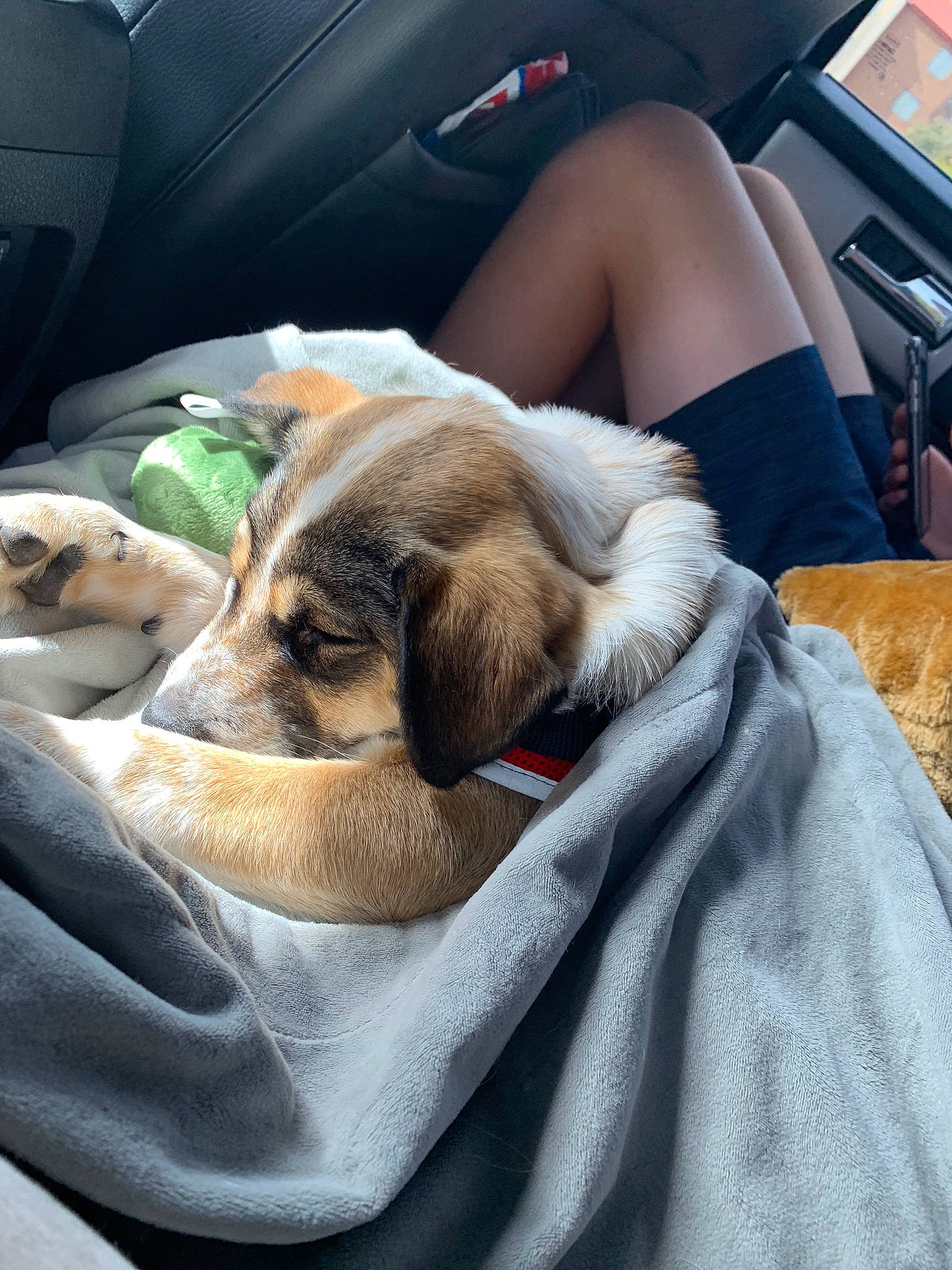 Pickle is registered to the contest to win money with this photo: canidae, car, car_seat, carnivore, comfort, companion_dog, dog, dog_breed, fawn, fur, nap, puppy, puppy_love, sleep, snout, sporting_group, vacation, vehicle