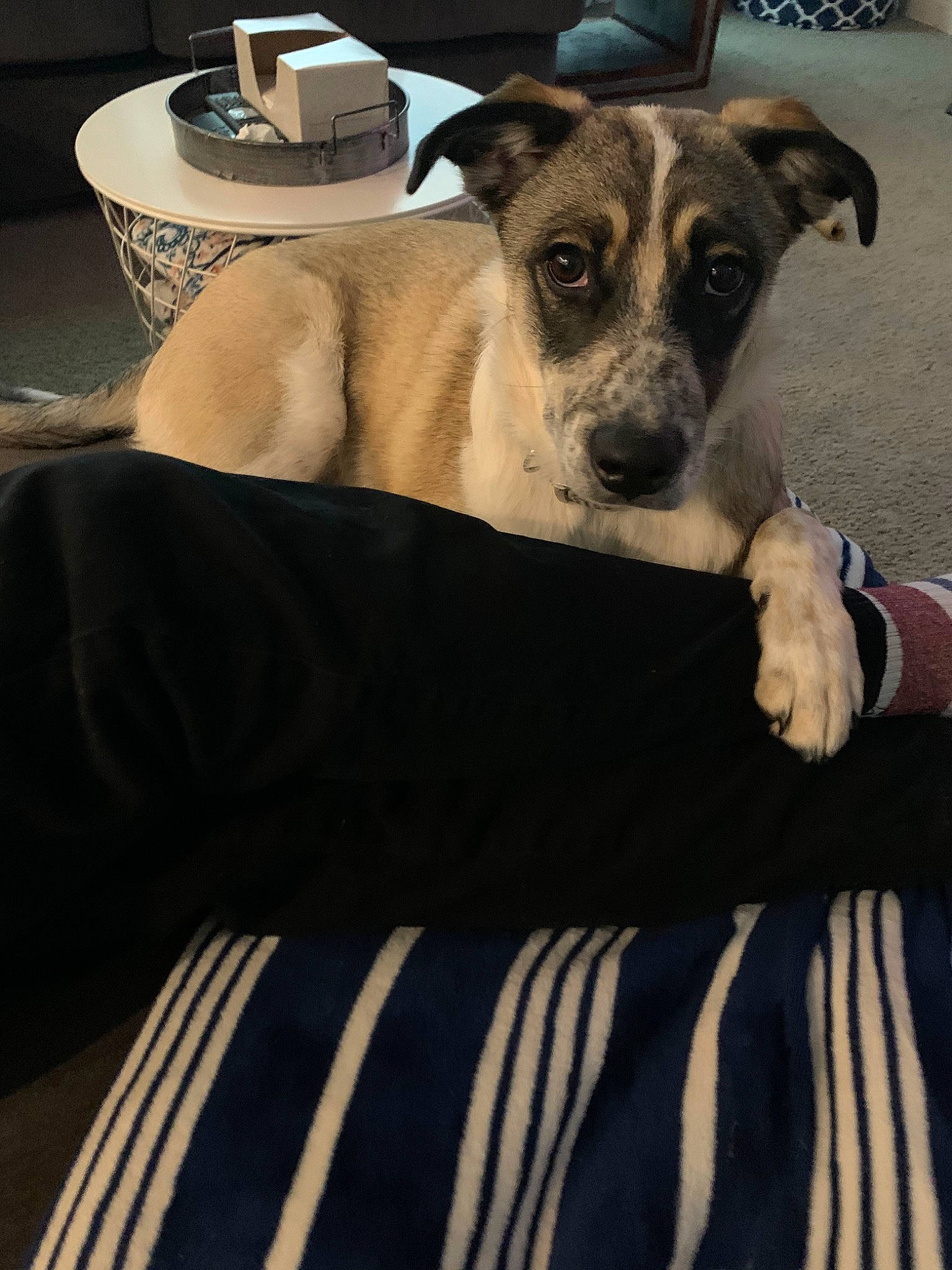 Pickle is registered to the contest to win money with this photo: canidae, carnivore, companion_dog, danish_swedish_farmdog, dog, dog_breed, fawn, feist, lurcher, mammal, potcake_dog, puppy, rat_terrier, snout, sporting_group, vertebrate, whippet, whiskers