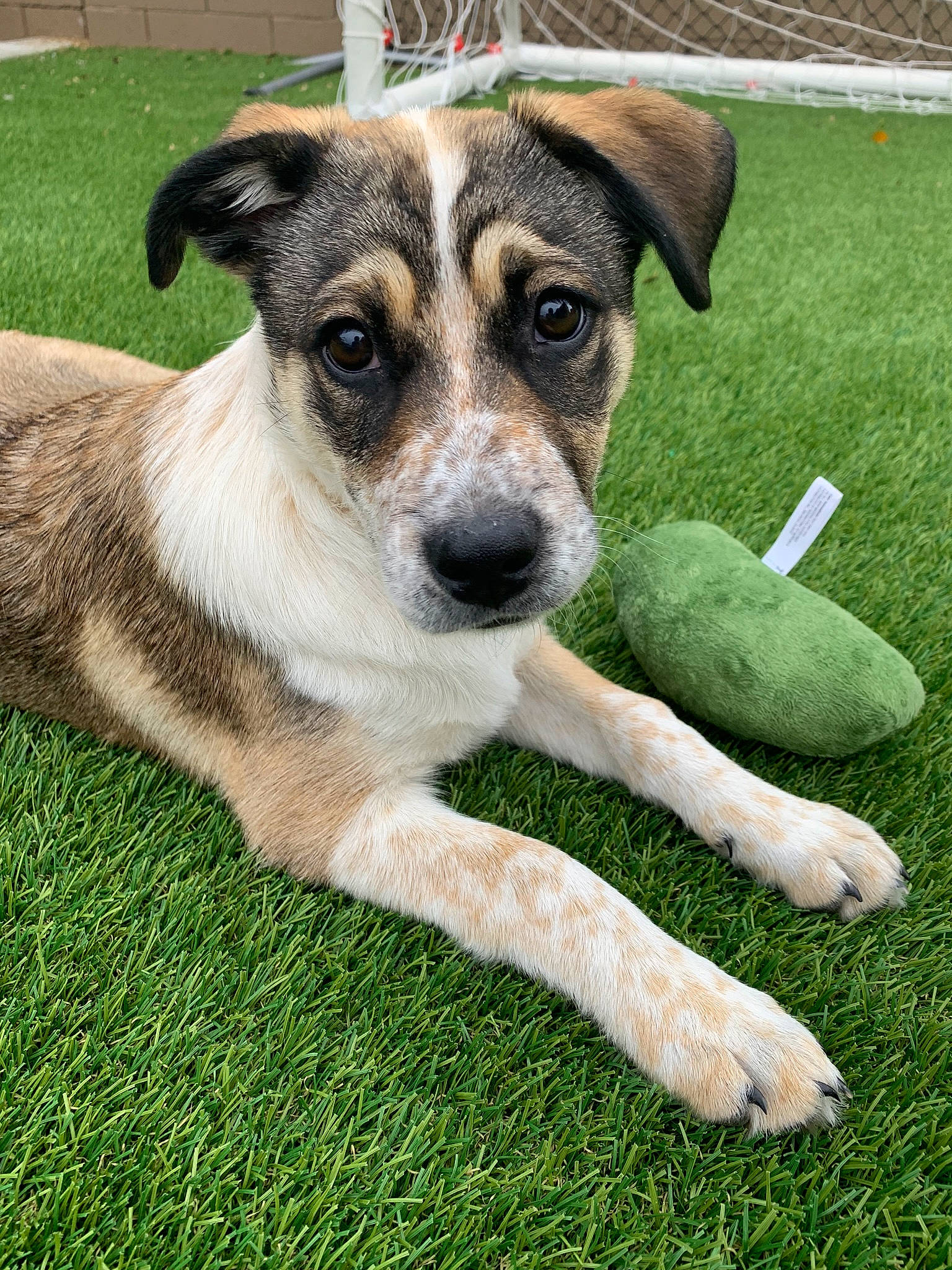 Pickle joined the competition — help win amazing prizes! canidae, carnivore, companion_dog, dog, dog_breed, grass, mammal, potcake_dog, puppy, rare_breed_dog, snout, sporting_group, street_dog, vertebrate, whiskers