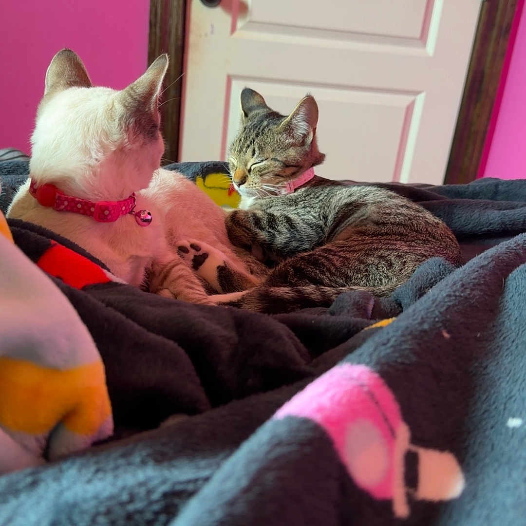 Socks And Lilly