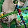 animal, blue_eyes, cat, colorful, curious, cute, feline, floor, green, indoor, looking_up, paws, pet, playmat, relaxed, soccer_ball, soft_toys, striped, toy, whiskers