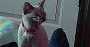 Socks And Lilly is registered to the contest to win money with this photo: animal, blanket, cat, comfort, cozy, door, fur, furniture, home, indoor, leg, paw, person, pet, red_collar, relaxing, resting, sleepy, sock, yawning