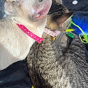Socks And Lilly is registered to the contest to win money with this photo: animal, blanket, cat, cats, closeup, collar, comfortable, cute, feline, fur, indoor, paw, pet, relax, resting, sleeping, snuggle, tabby, toy, white_cat