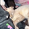 animal, bedroom, blanket, cat, comfort, companions, cozy, cute, feline, fur, home, indoor, nap, pets, relaxation, resting, sleeping_cat, soft, tabby_cat, warm