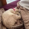 Lilly is registered to the contest to win money with this photo: cat, sleeping, curled_up, blanket, bed, indoor, pet, fur, tail, collar, purple, beige, quilted, cozy, window_blinds, resting, cute, domestic_cat, feline, peaceful
