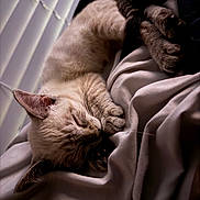 Lilly joined the competition — help win amazing prizes! cat, sleeping, blanket, indoor, cozy, fur, paw, whiskers, relaxed, rest, soft_light, window_blinds, nap, pet, domestic_animal, feline, closeup, comfort, warm, quiet