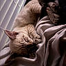 cat, sleeping, blanket, indoor, cozy, fur, paw, whiskers, relaxed, rest, soft_light, window_blinds, nap, pet, domestic_animal, feline, closeup, comfort, warm, quiet