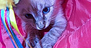 Lilly joined the competition — help win amazing prizes! kitten, cat, blue_eyes, pink_fabric, colorful_ribbons, playful, curious, pet, animal, indoor, toy, young_cat, soft_texture, close_up, paw, fur, cute, domestic_cat, striped, small